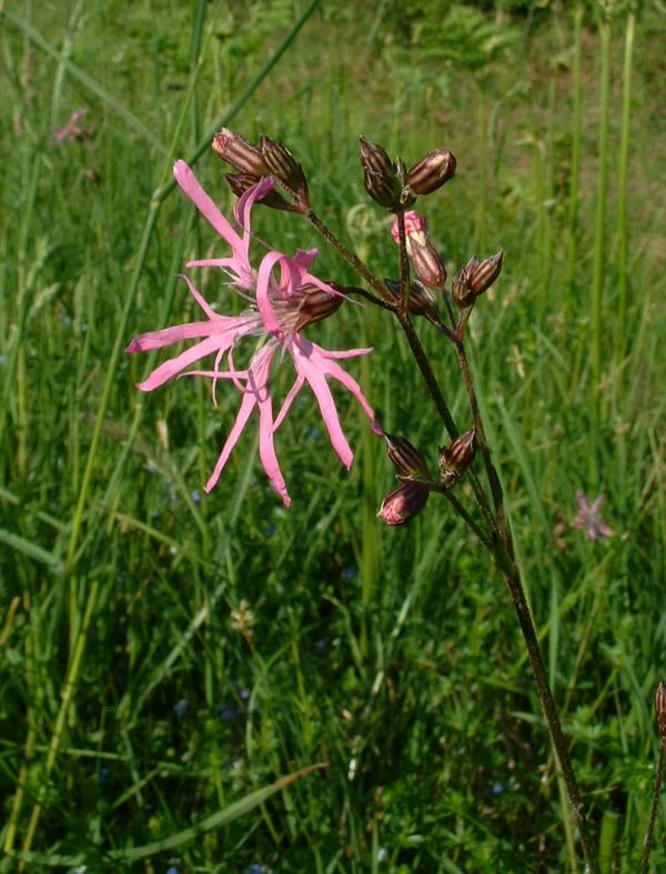 A close-up view of a pink Ragged Robin flower with deeply divided petals blooming in a green meadow.