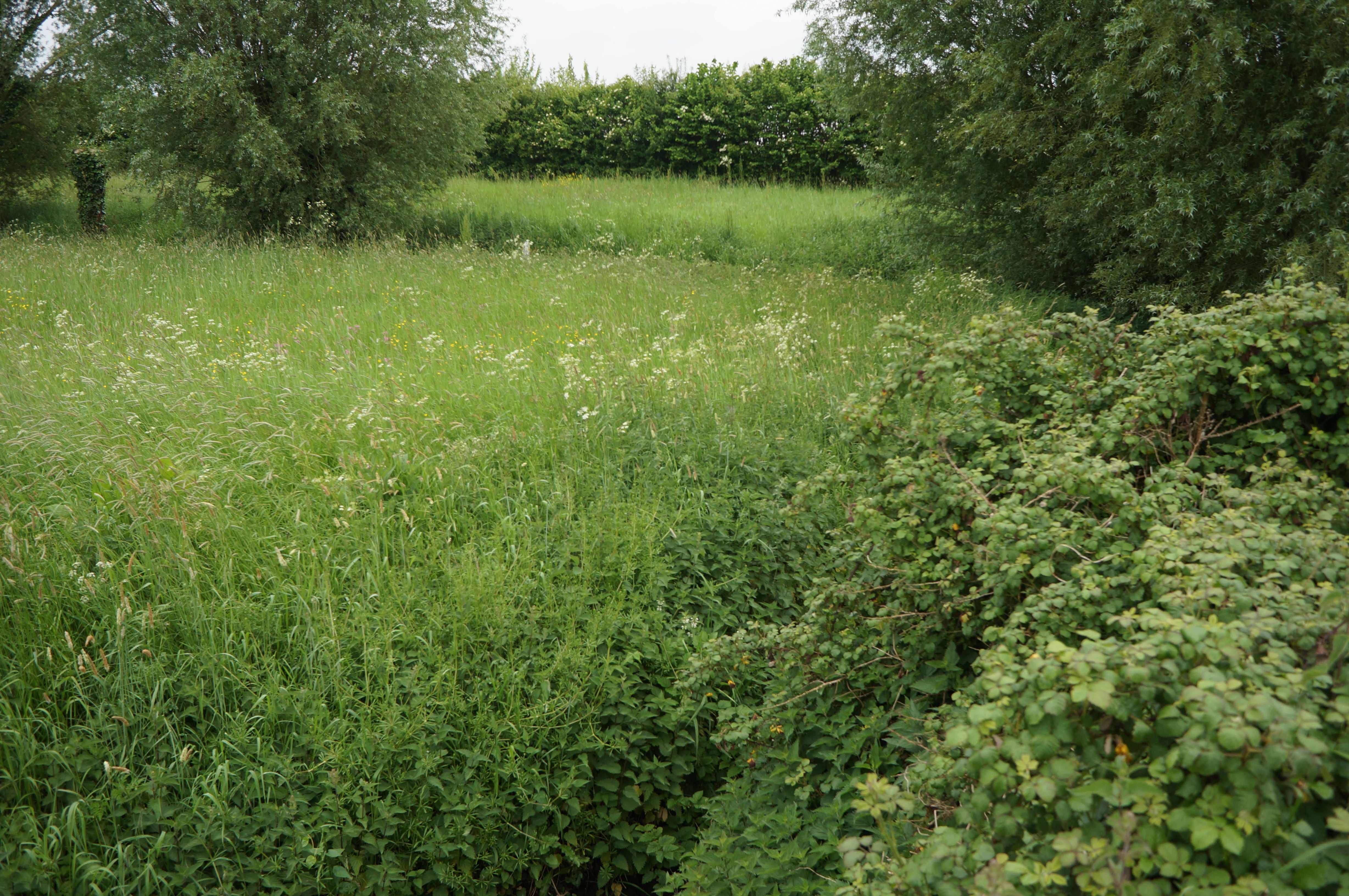 A green, grassy field with white wildflowers, framed by dense green bushes and trees under an overcast sky.