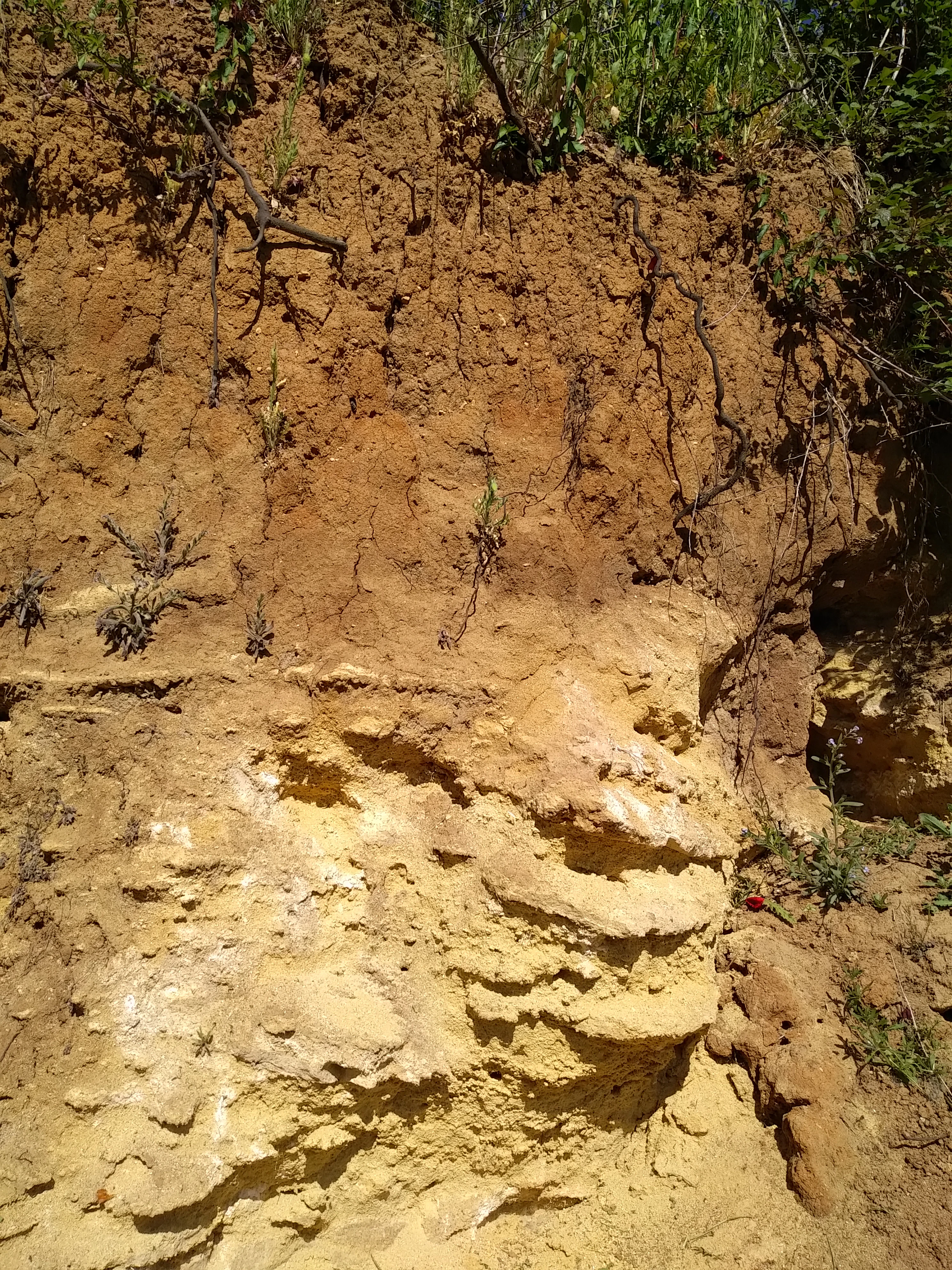 A close-up view of an exposed earth wall showing distinct layers of soil, clay, and crumbling yellow limestone sediment, with sparse green vegetation growing at the top.