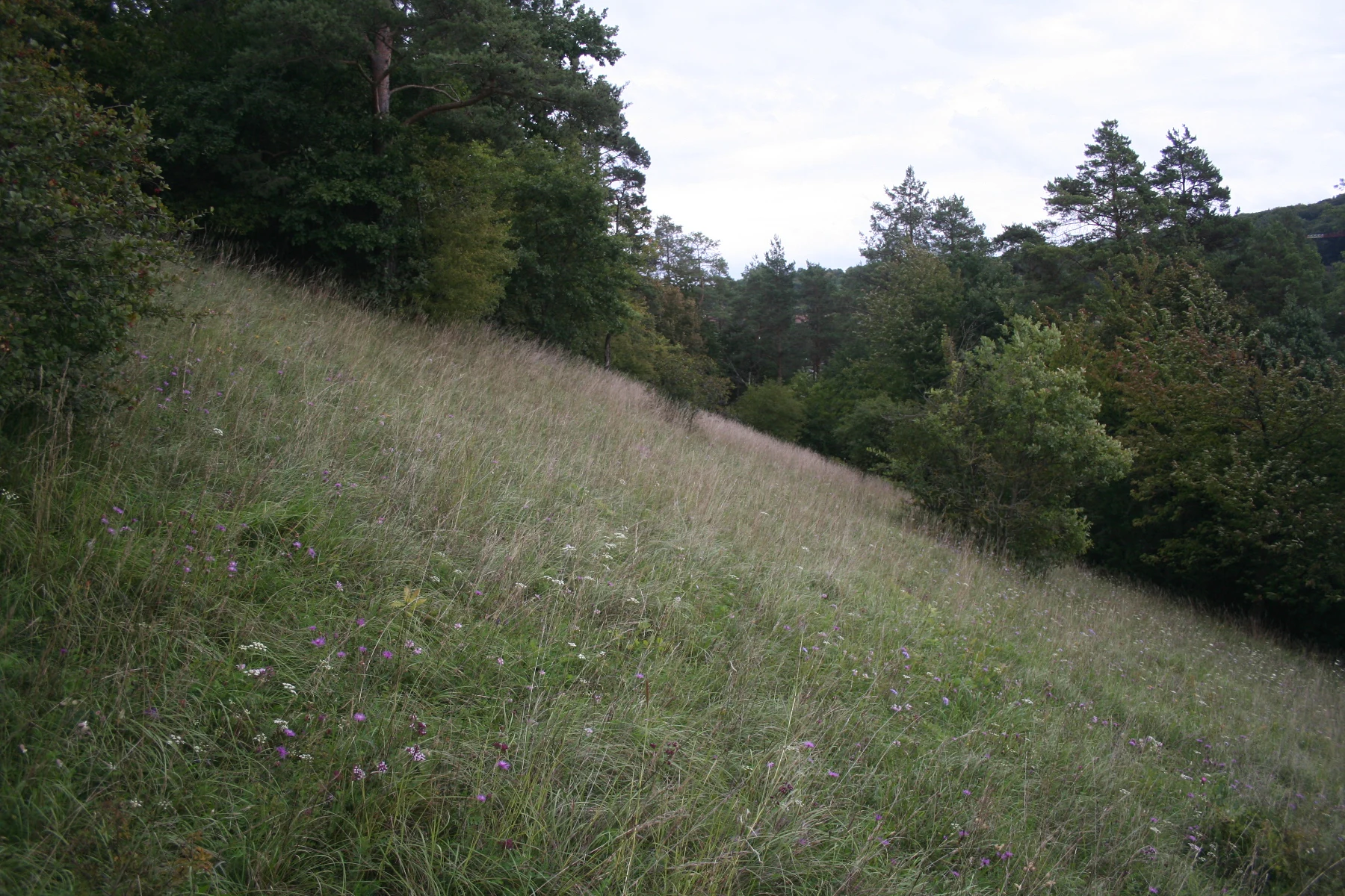 A grassy hillside covered in tall wild grasses and scattered purple wildflowers, with dense trees lining the upper left and right edges and a cloudy sky above.