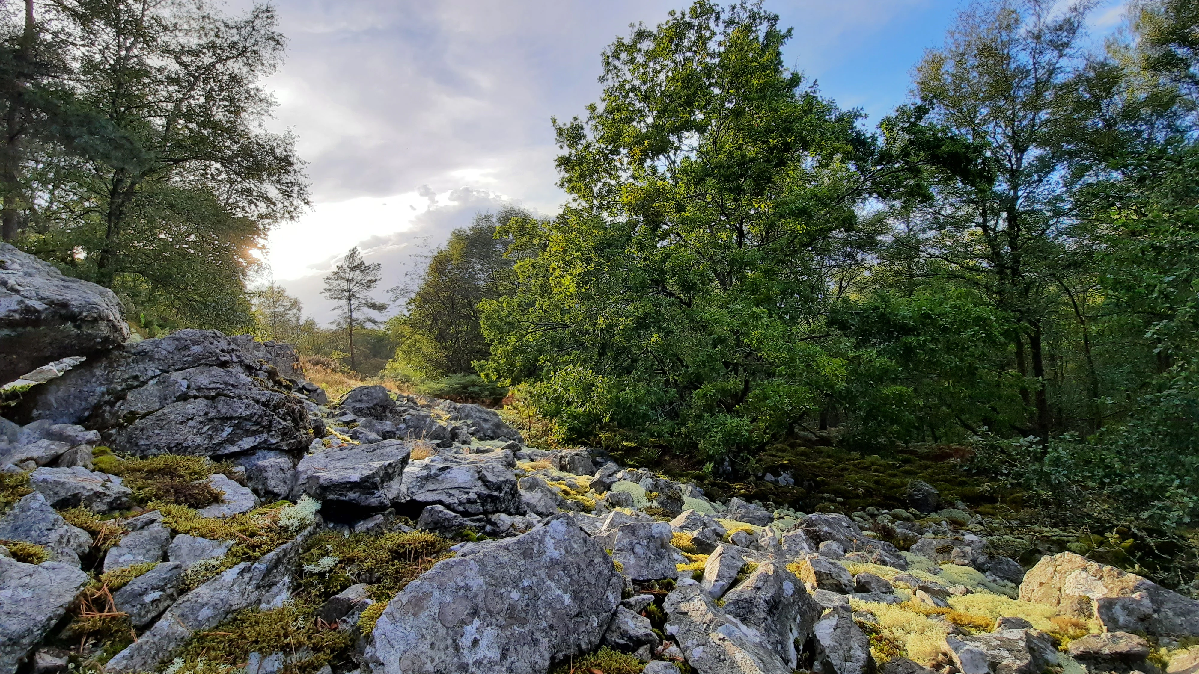 A rocky slope covered with light colored stones and patches of moss, surrounded by deciduous forest trees under a bright sky with soft sunlight.