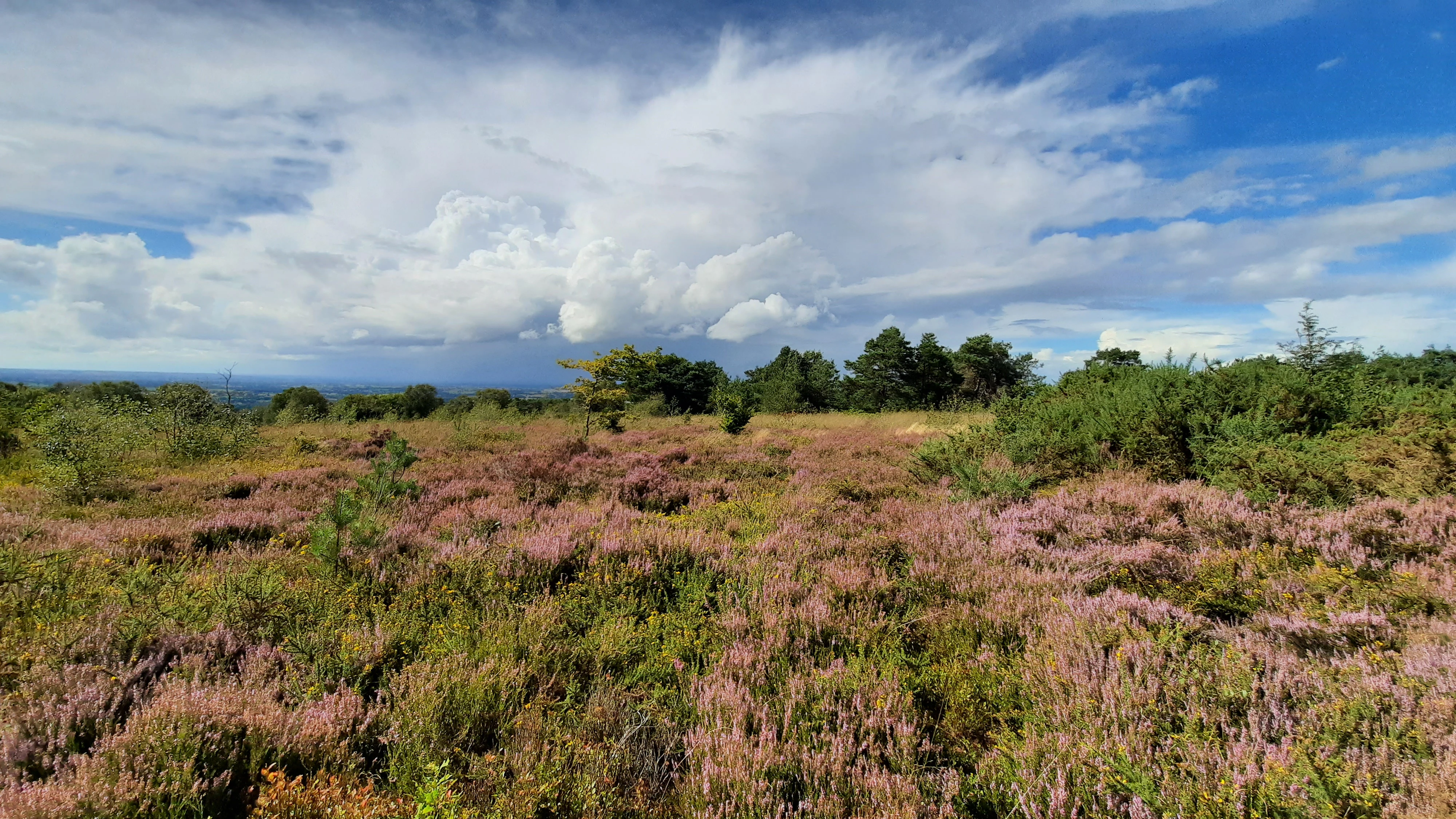 A wide shot of a rolling, purple-flowered heathland under a dramatic sky with white clouds, with a tree line in the middle distance.
