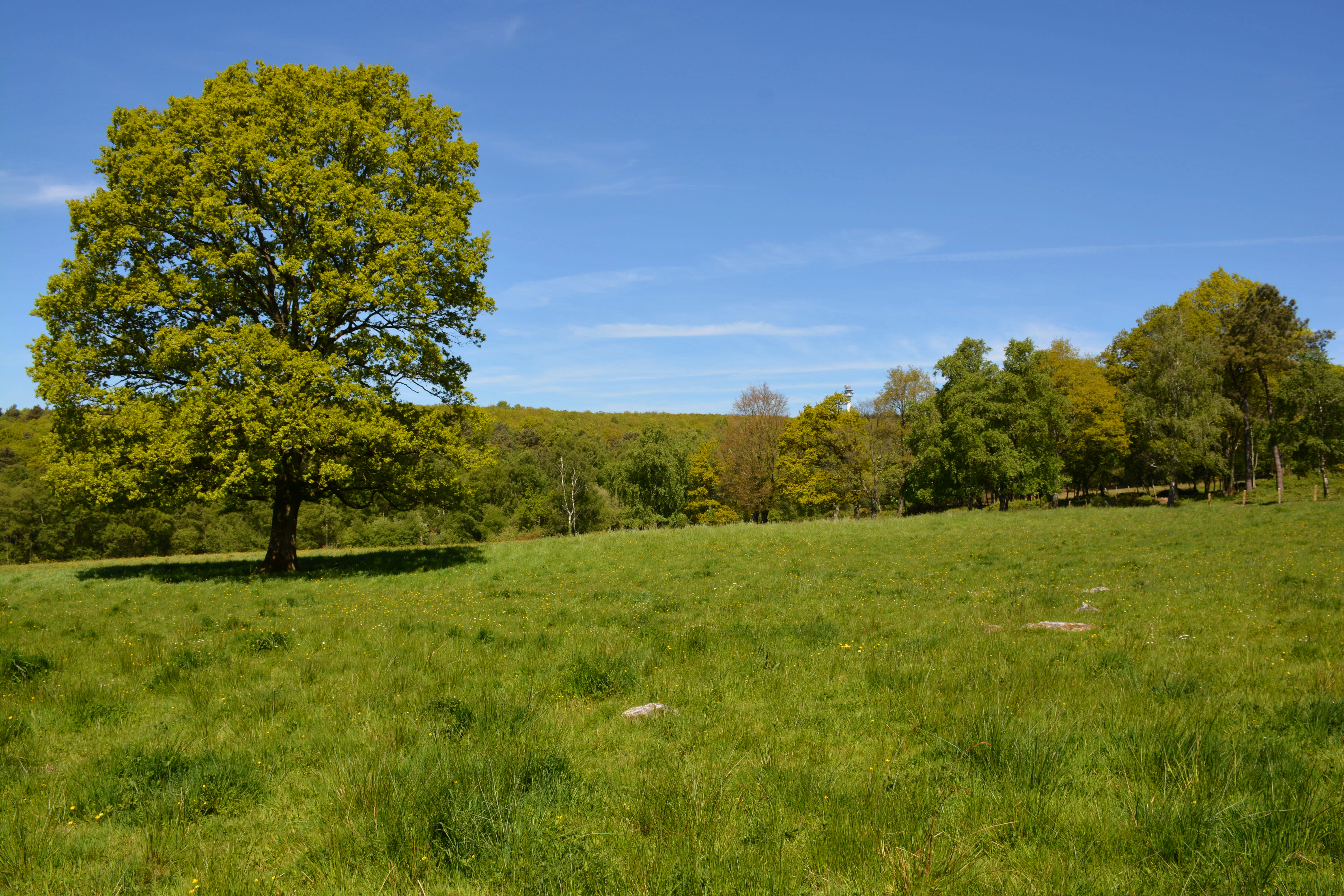A wide, grassy meadow with a prominent, large oak tree in the foreground and a forested hillside in the background under a clear blue sky.