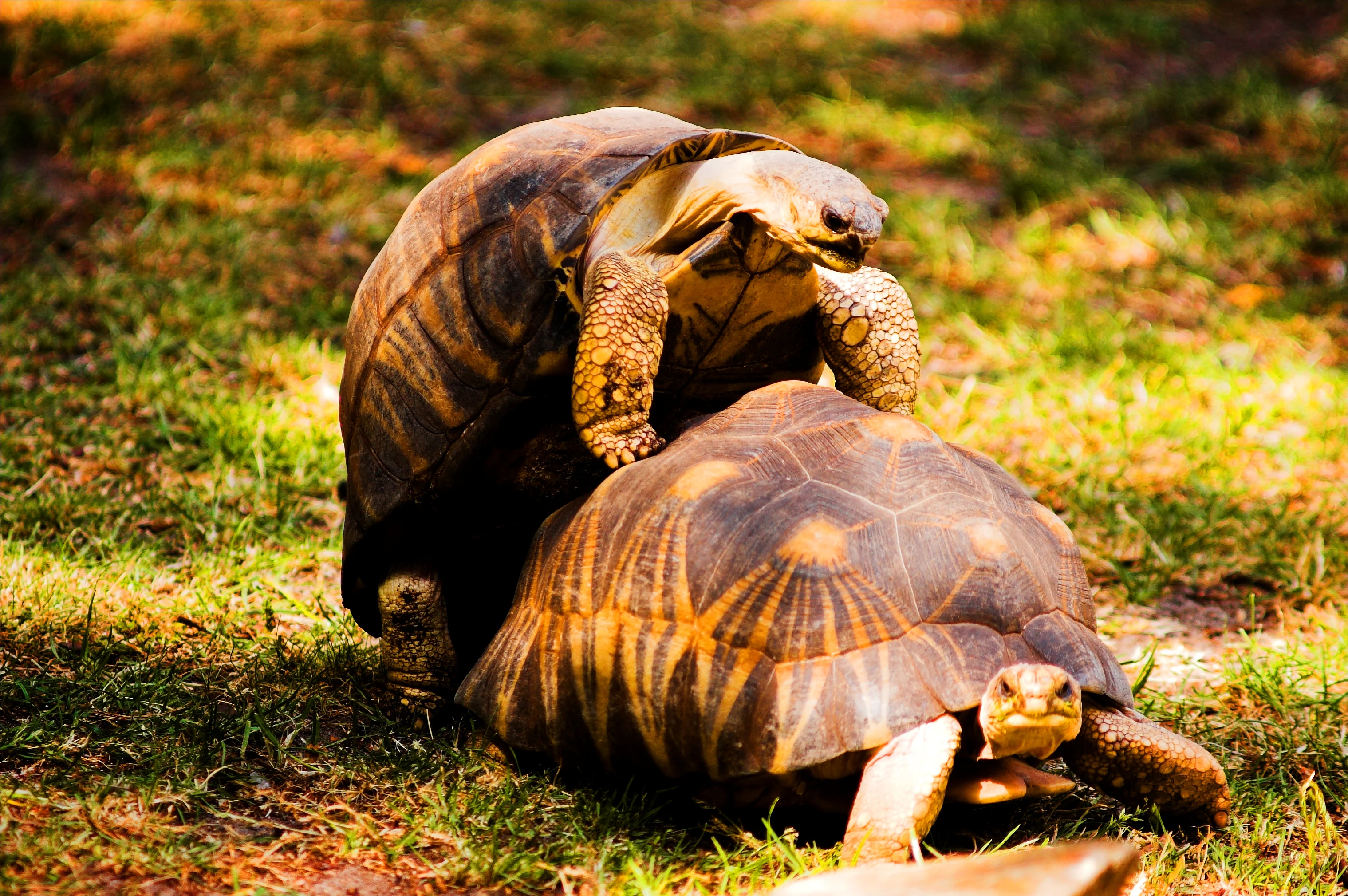 Two radiated tortoises in the grass, one mounting the other.