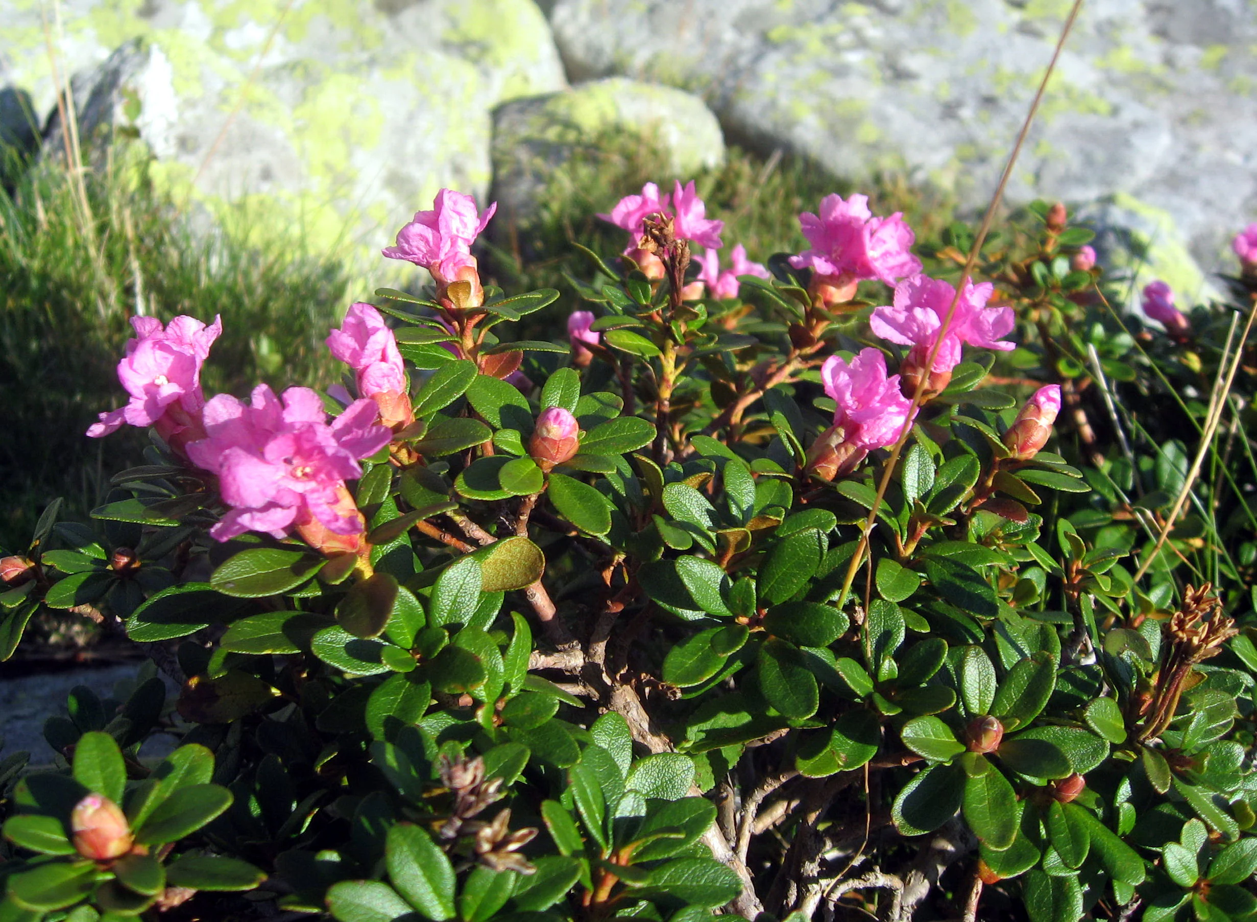 Pink rhododendron flowers with green leaves and rocky background in Retezat National Park