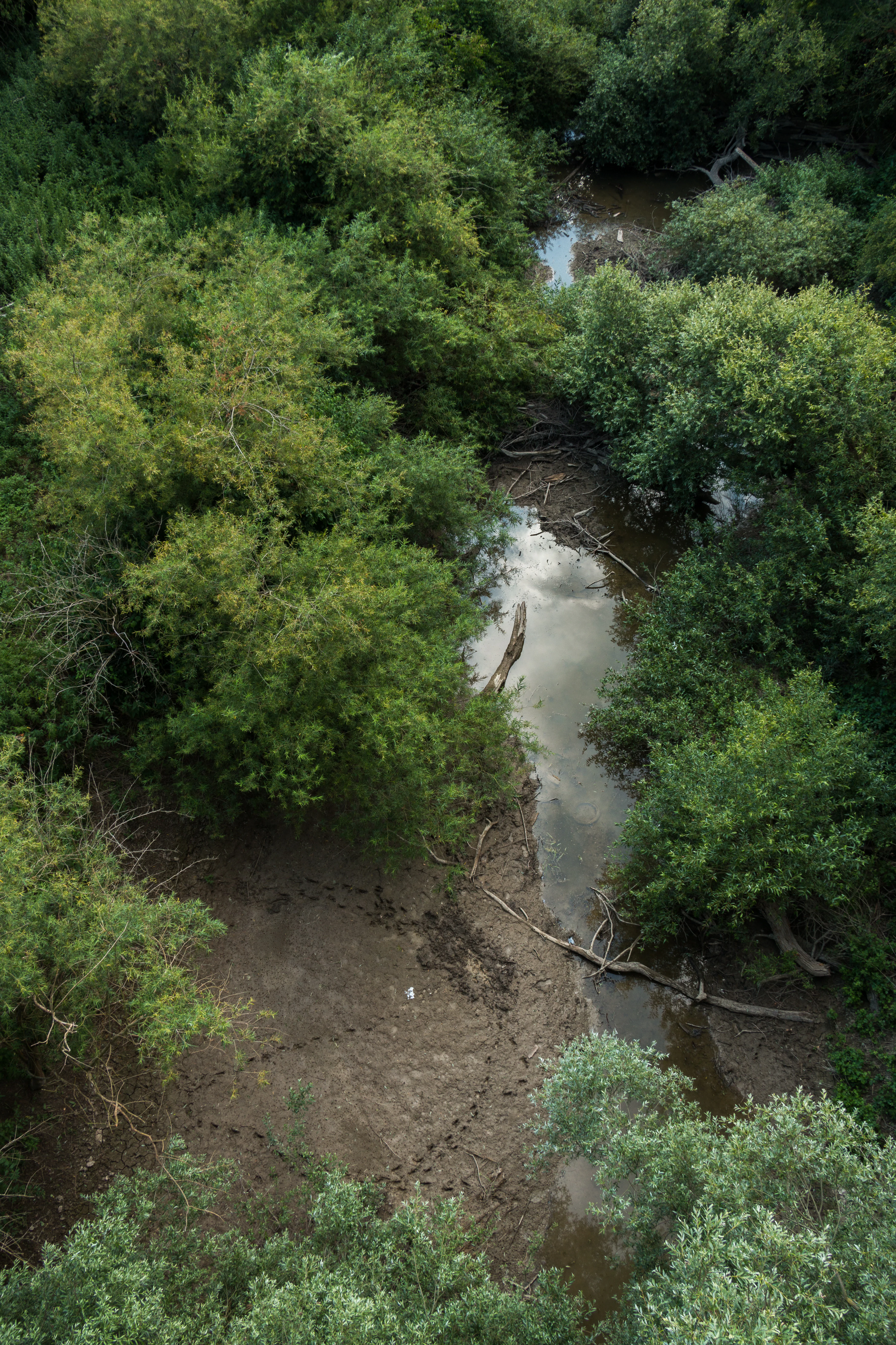 High-angle view of a narrow stream winding through a dense green floodplain forest, with muddy banks showing numerous animal tracks and fallen branches.