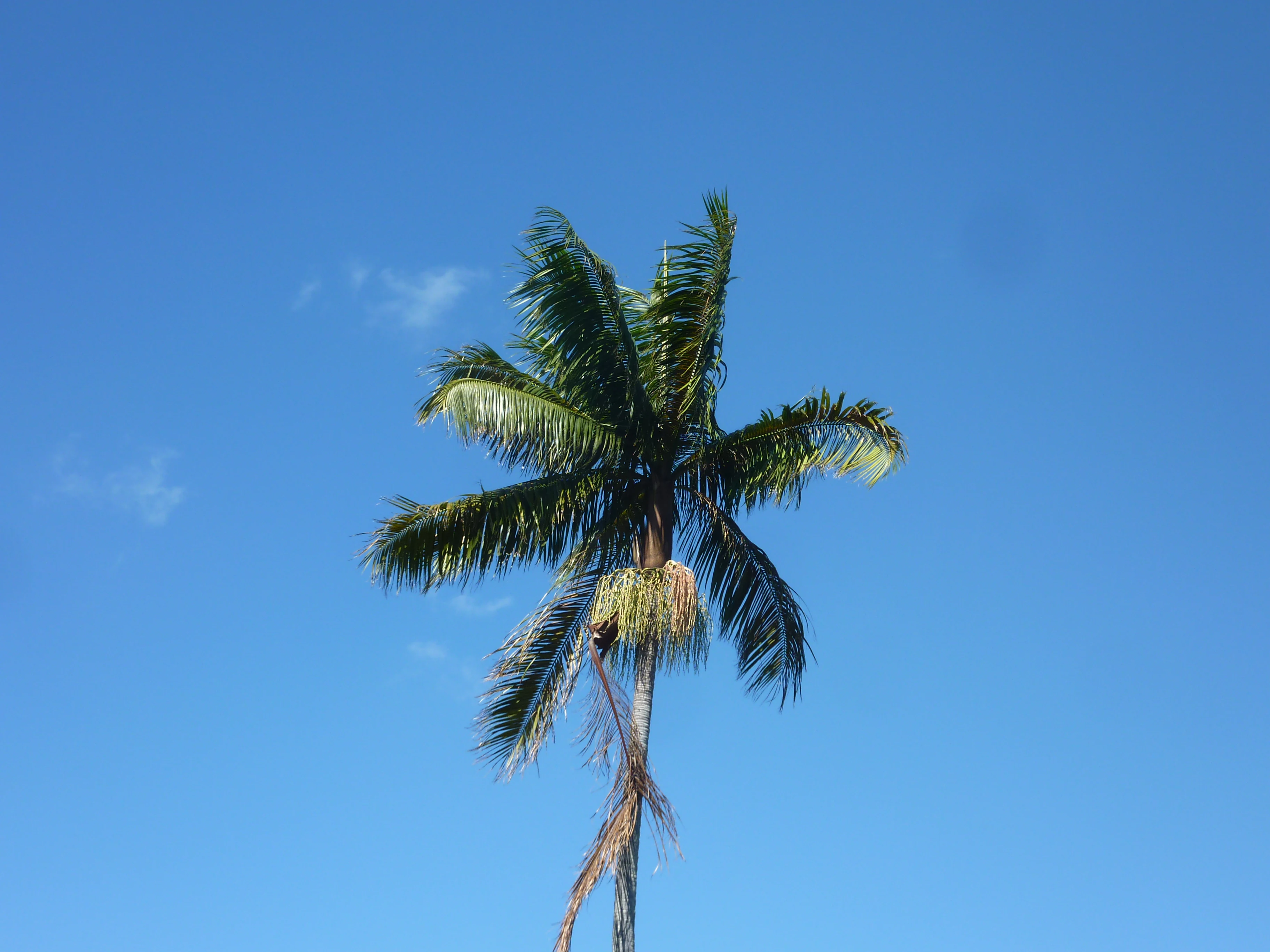 A tall palm tree with green fronds against a clear blue sky