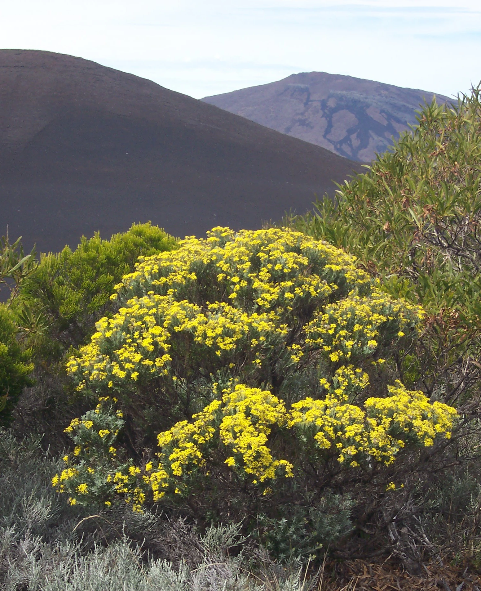A dense cluster of yellow-flowered plants with green foliage, set against dark mountainous terrain under a clear sky