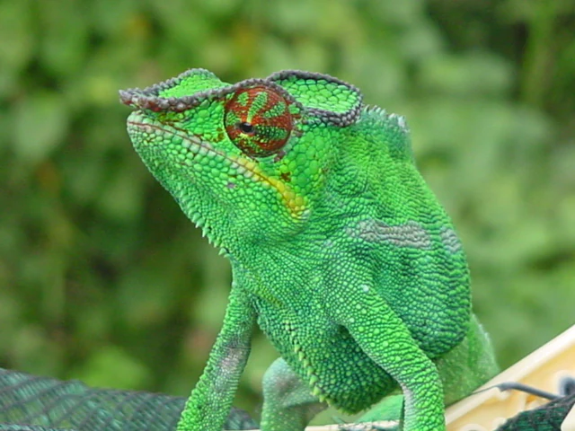 Close-up of a bright green panther chameleon with a distinctive red eye pattern, standing on a surface with blurred green foliage background