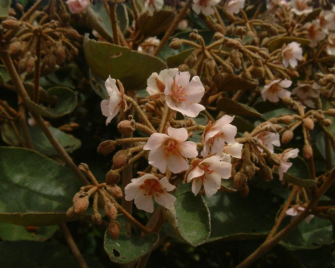 Close-up view of light pink Dombeya ficulnea flowers with green leaves and buds