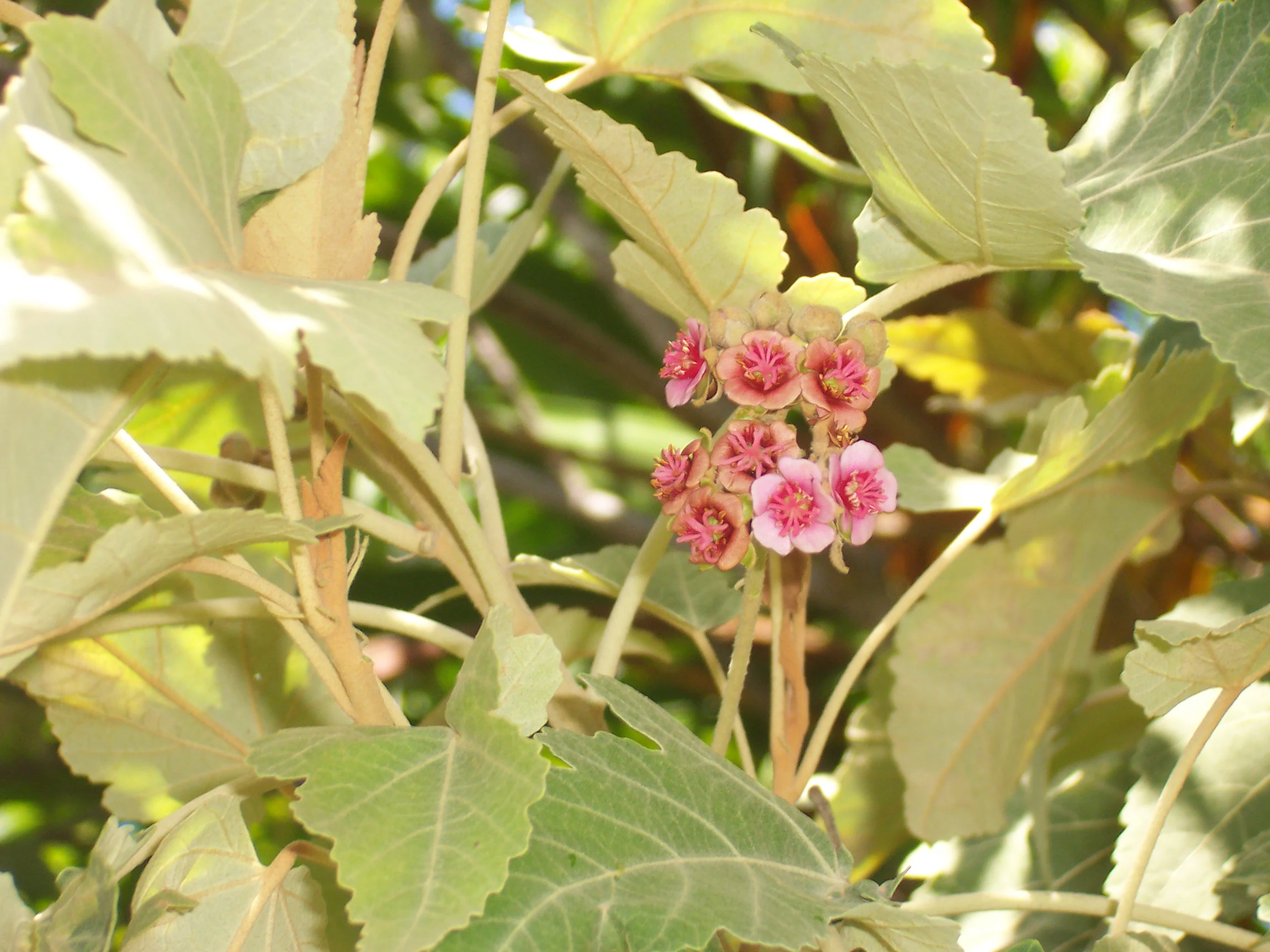 Close-up view of pink Ruizia cordata flowers with large green leaves