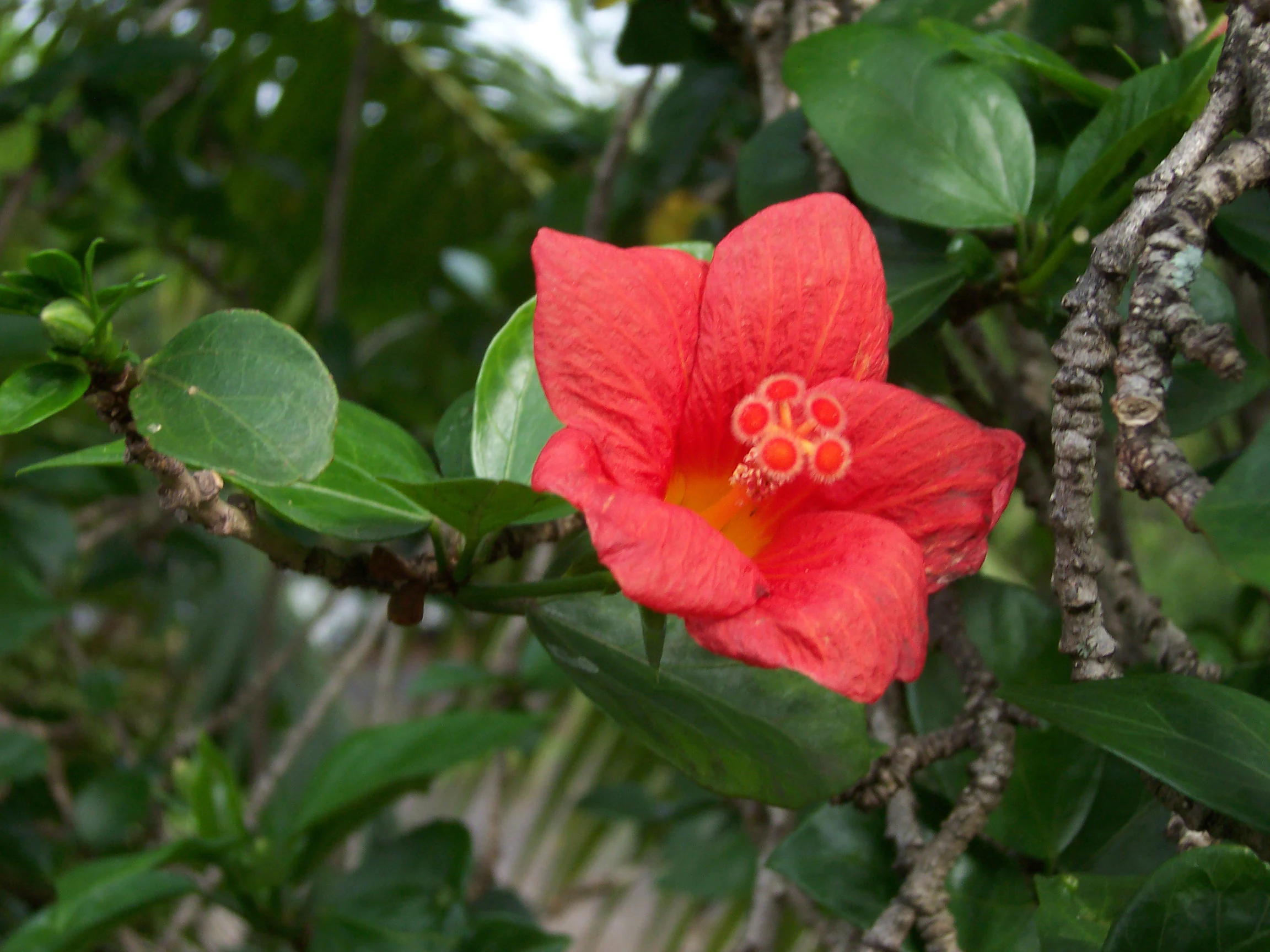 Vibrant red Hibiscus boryanus flower with yellow center and orange stamens, surrounded by green leaves and branches