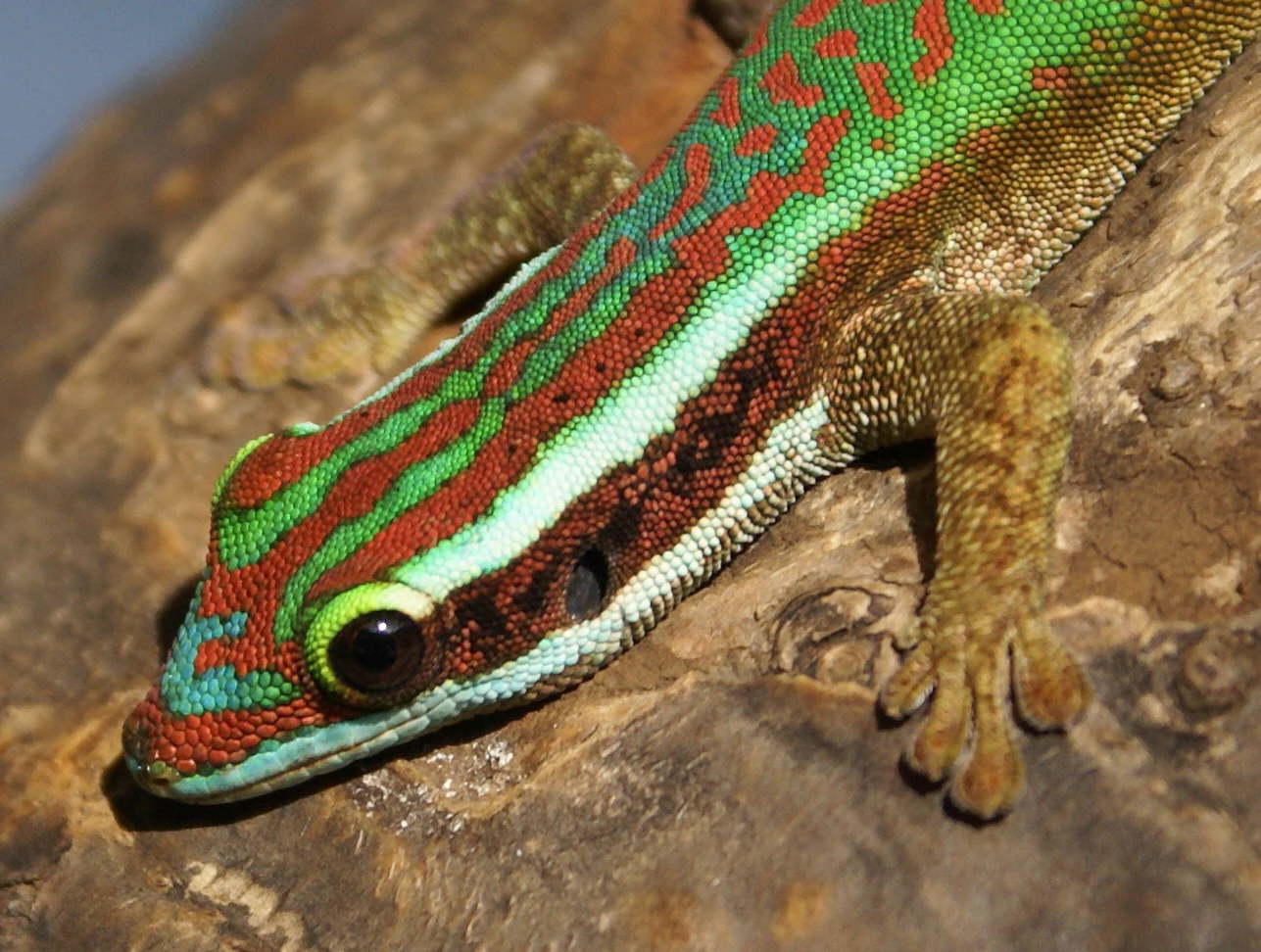 Phelsuma inexpectata gecko with green, red, and white patterns resting on a brown rock
