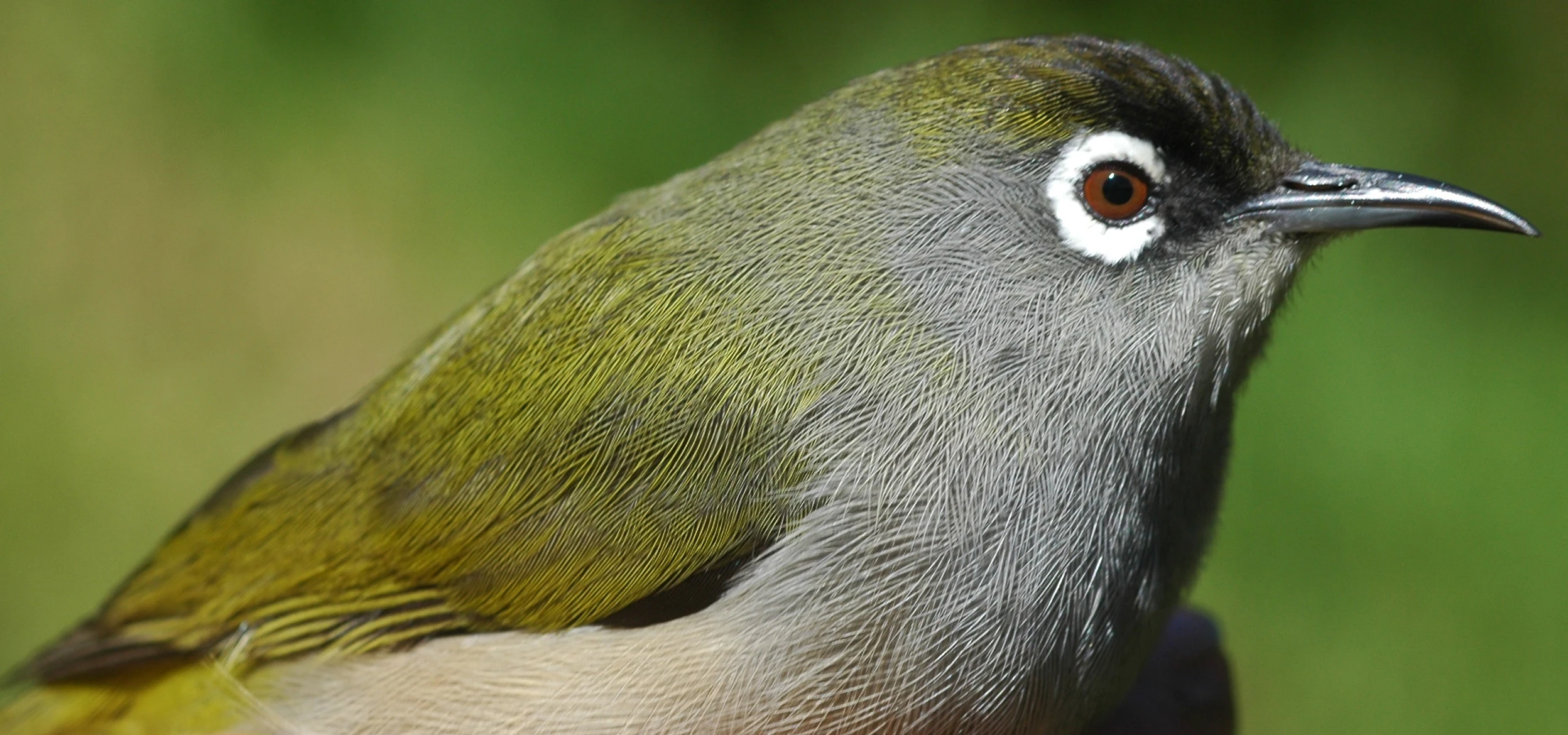 Close-up profile view of a small bird with greenish-yellow back, gray underparts, and distinctive white eye-ring