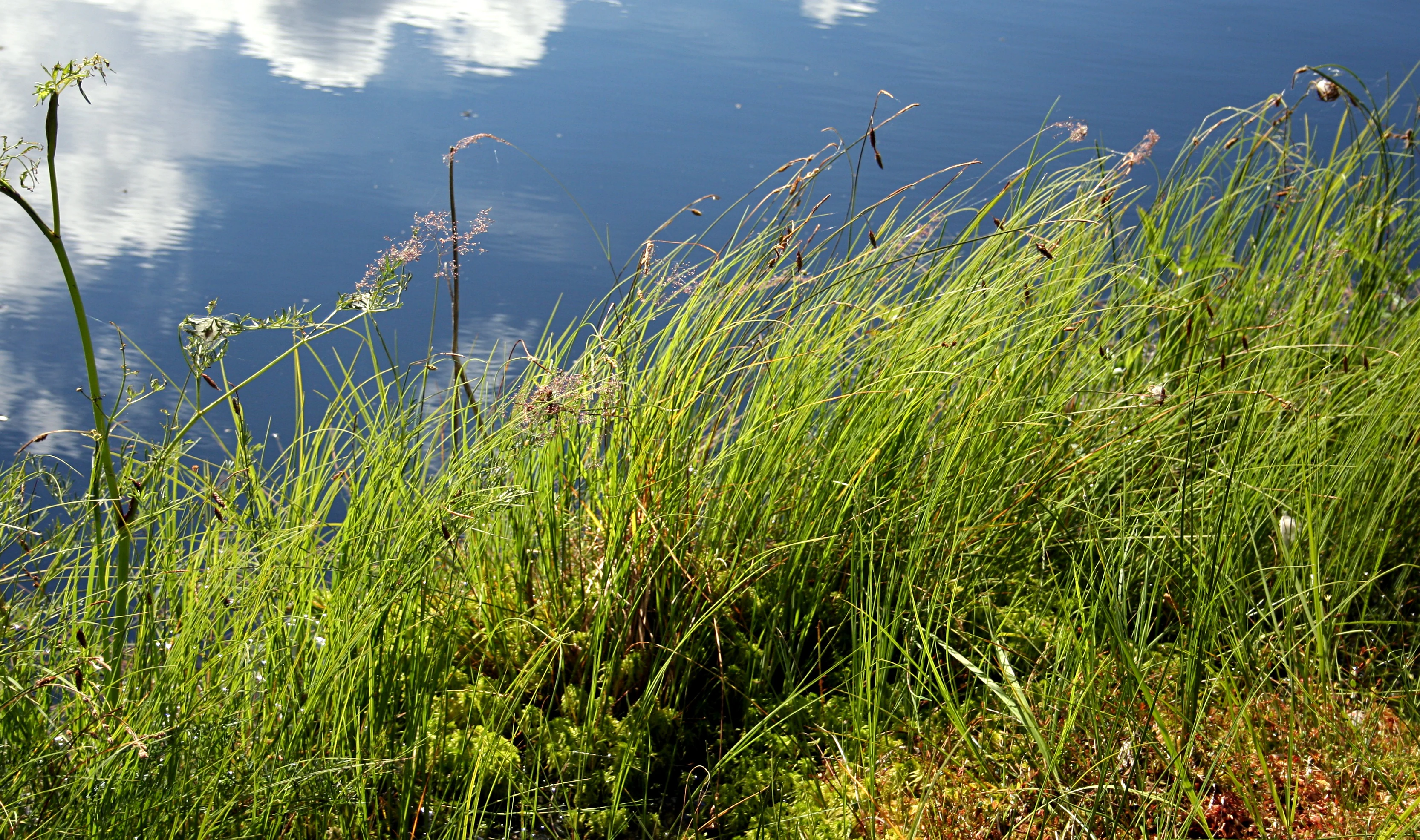 Close-up view of tall green grasses and sedges growing along the water's edge, with the dark surface of the lake reflecting the sky and white clouds.