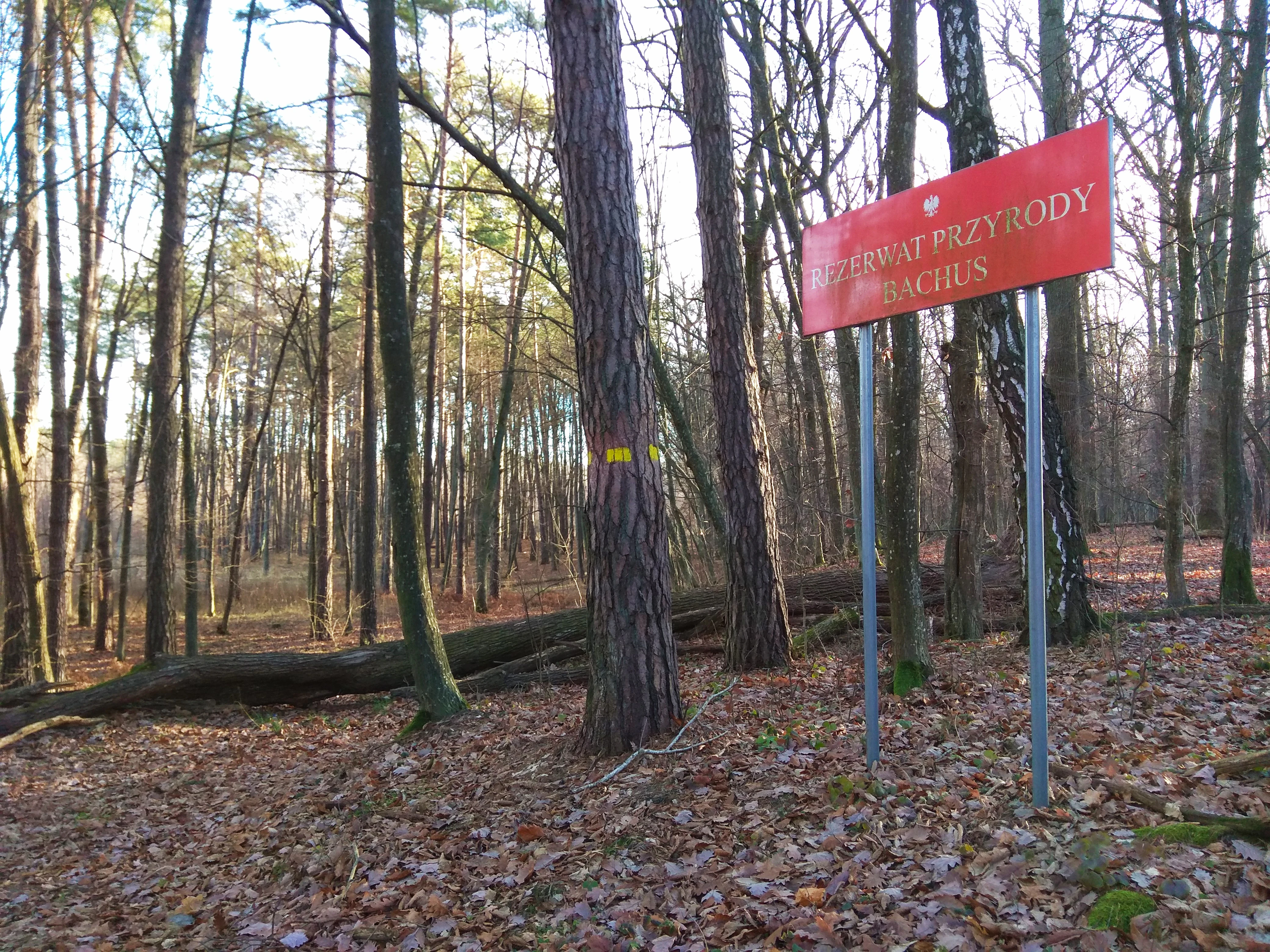 Un cartel rectangular rojo con texto blanco que dice REZERWAT PRZYRODY BACHUS, montado sobre dos postes metálicos en una zona boscosa con árboles caídos.