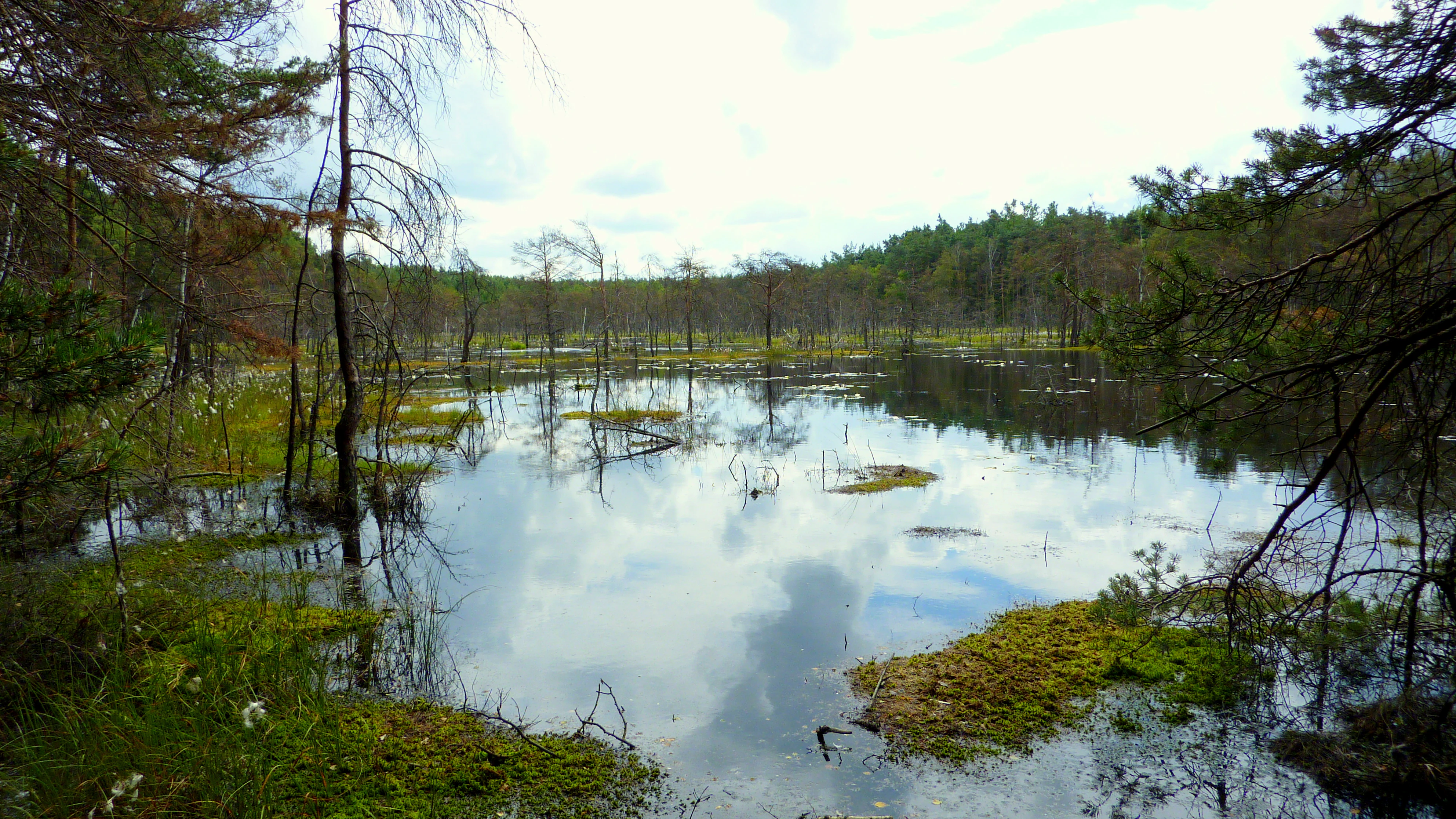 A swampy forest clearing with reflective standing water and sparse trees under a cloudy sky.
