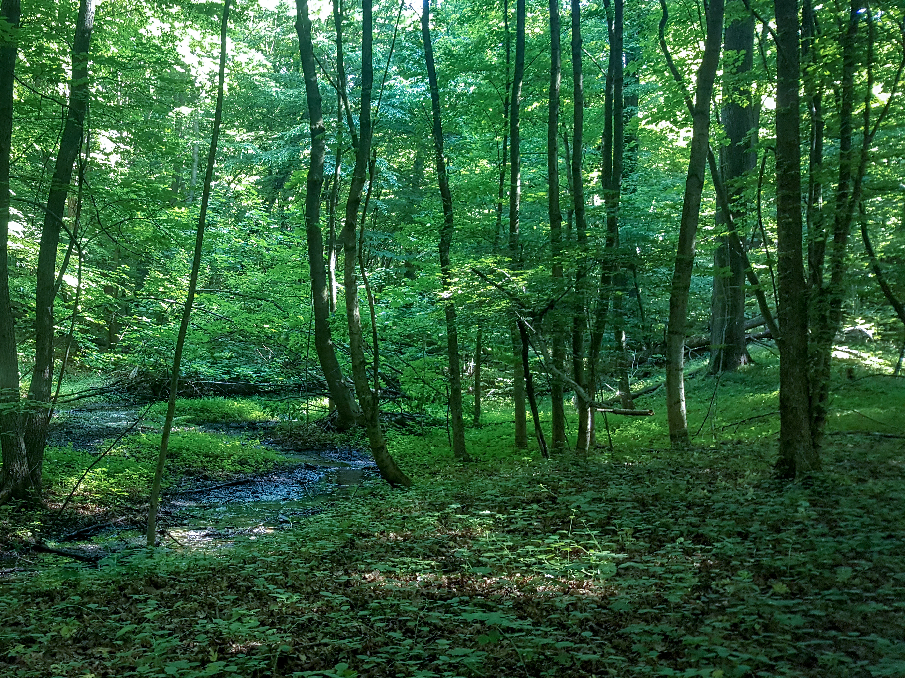 A dense green deciduous forest featuring a small, narrow stream flowing through the trees, with fallen logs on the forest floor.