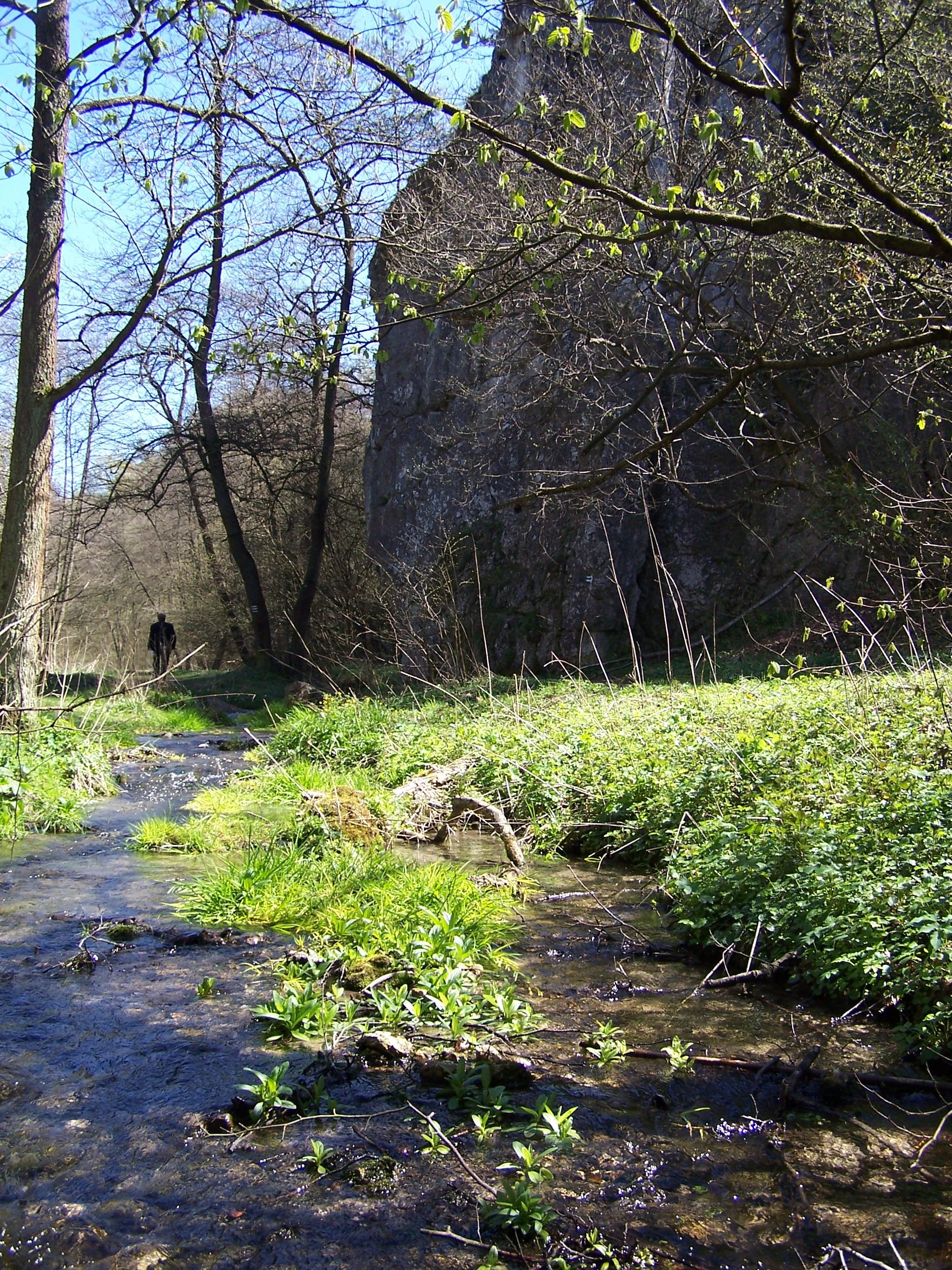 A small shallow stream with green plants growing in the water, flowing past a tall vertical limestone rock wall in a wooded valley under a clear blue sky.