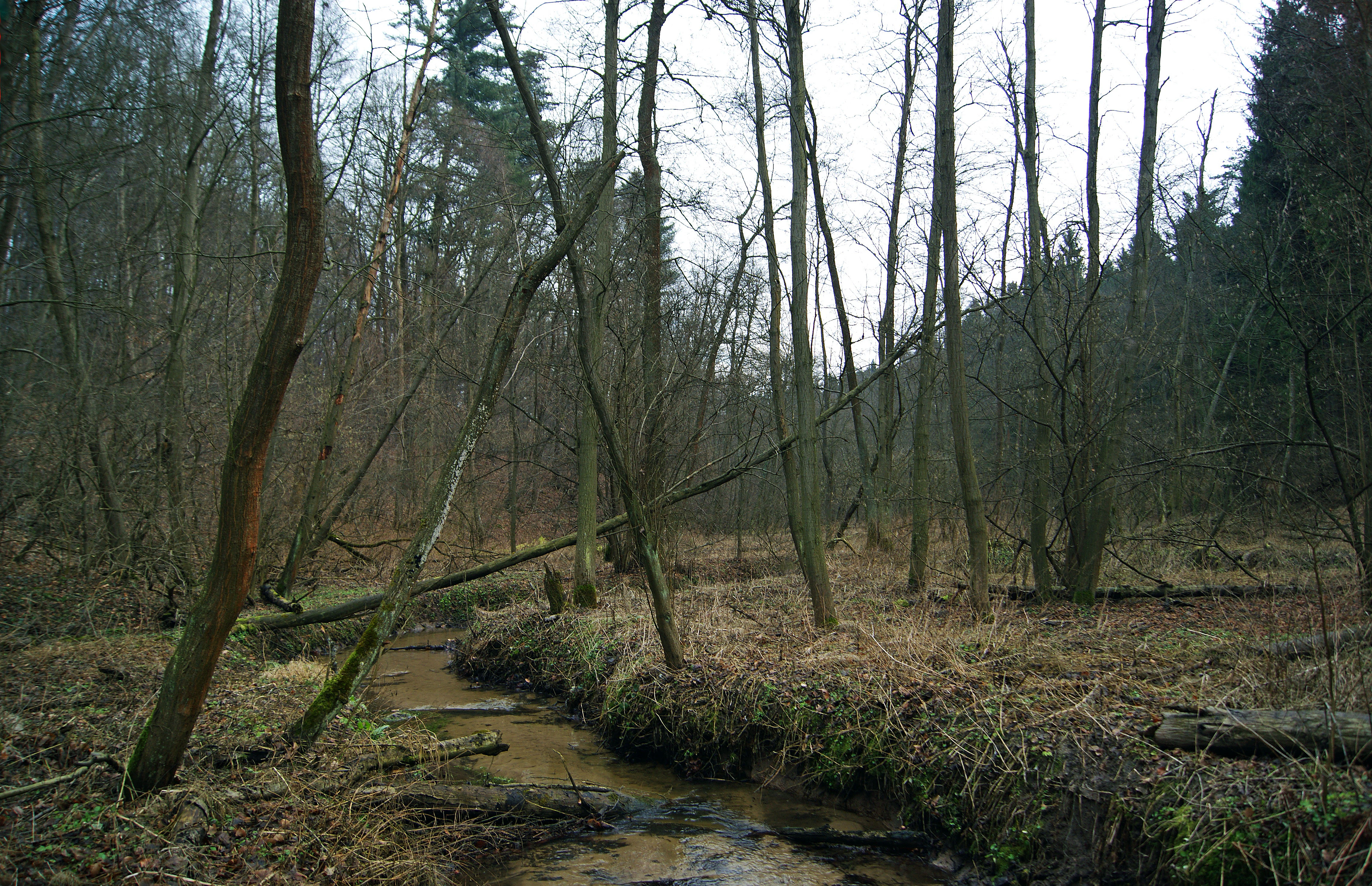 Un pequeño arroyo que fluye a través de un bosque denso con árboles caducifolios desnudos y orillas cubiertas de musgo a principios de primavera.
