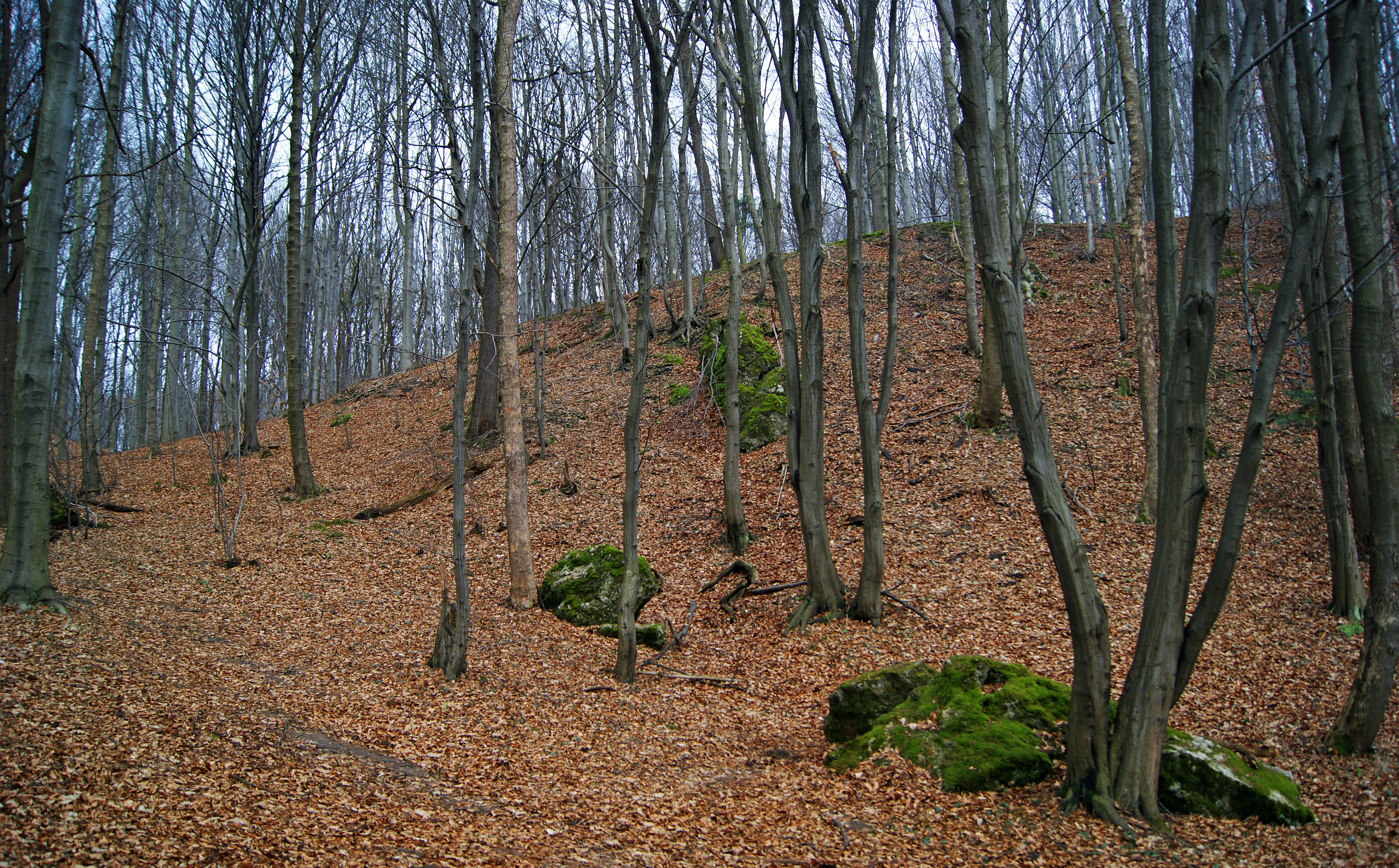 Un suelo de bosque caducifolio cubierto por una gruesa capa de hojas marrones caídas en otoño, con troncos esbeltos que se elevan y rocas cubiertas de musgo dispersas entre los árboles.