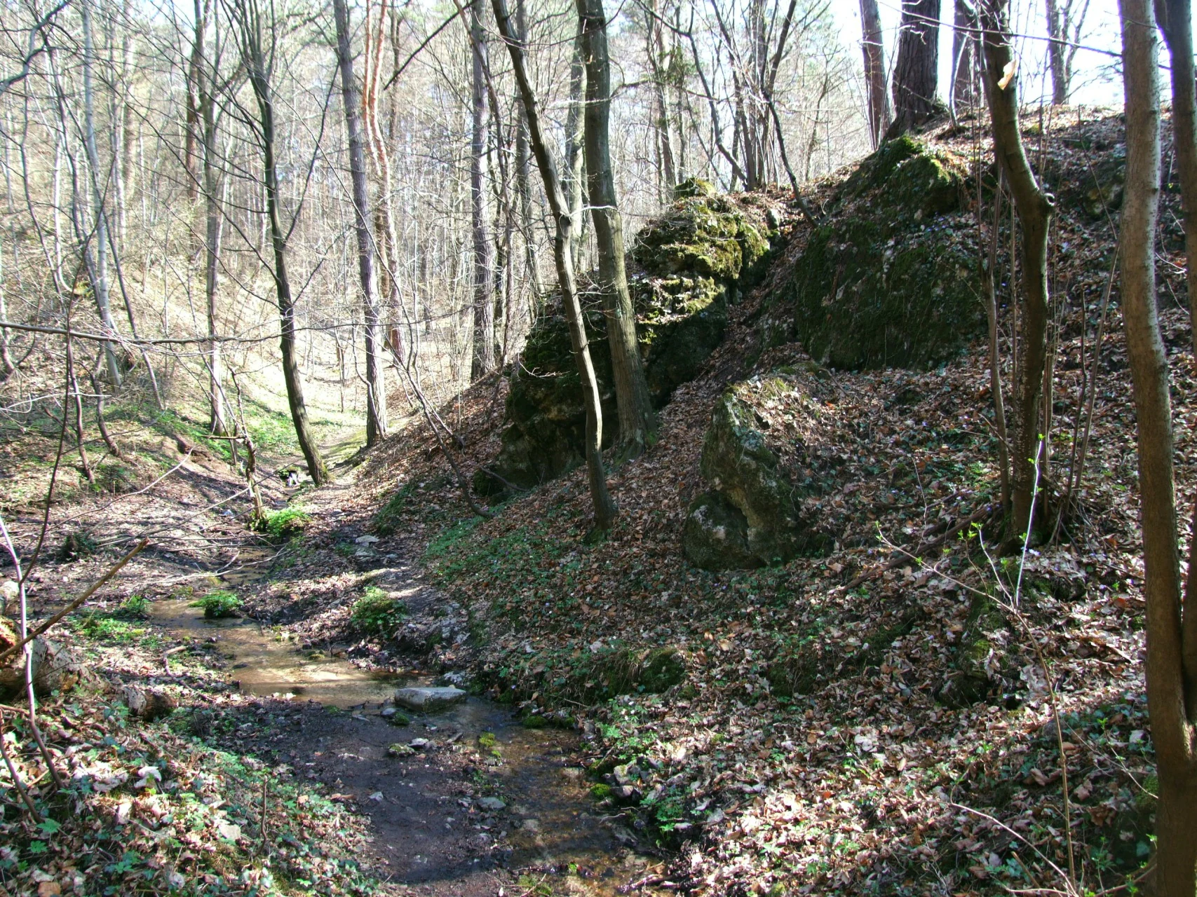Un pequeño y poco profundo arroyo serpentea a través de un bosque caducifolio con una pendiente rocosa y musgosa en la orilla derecha.