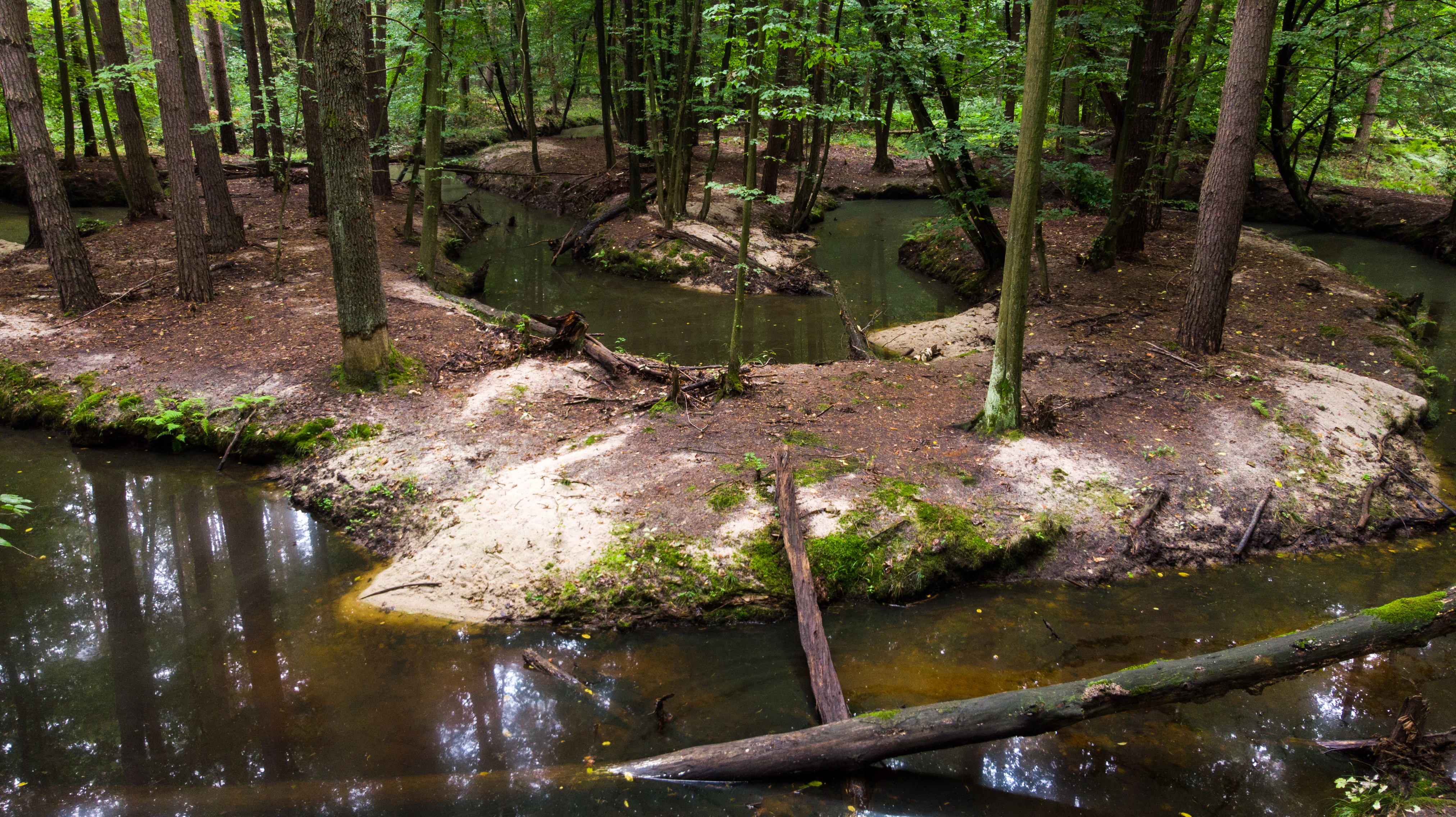 A winding narrow stream flows through a forested area with sandy banks and fallen logs.