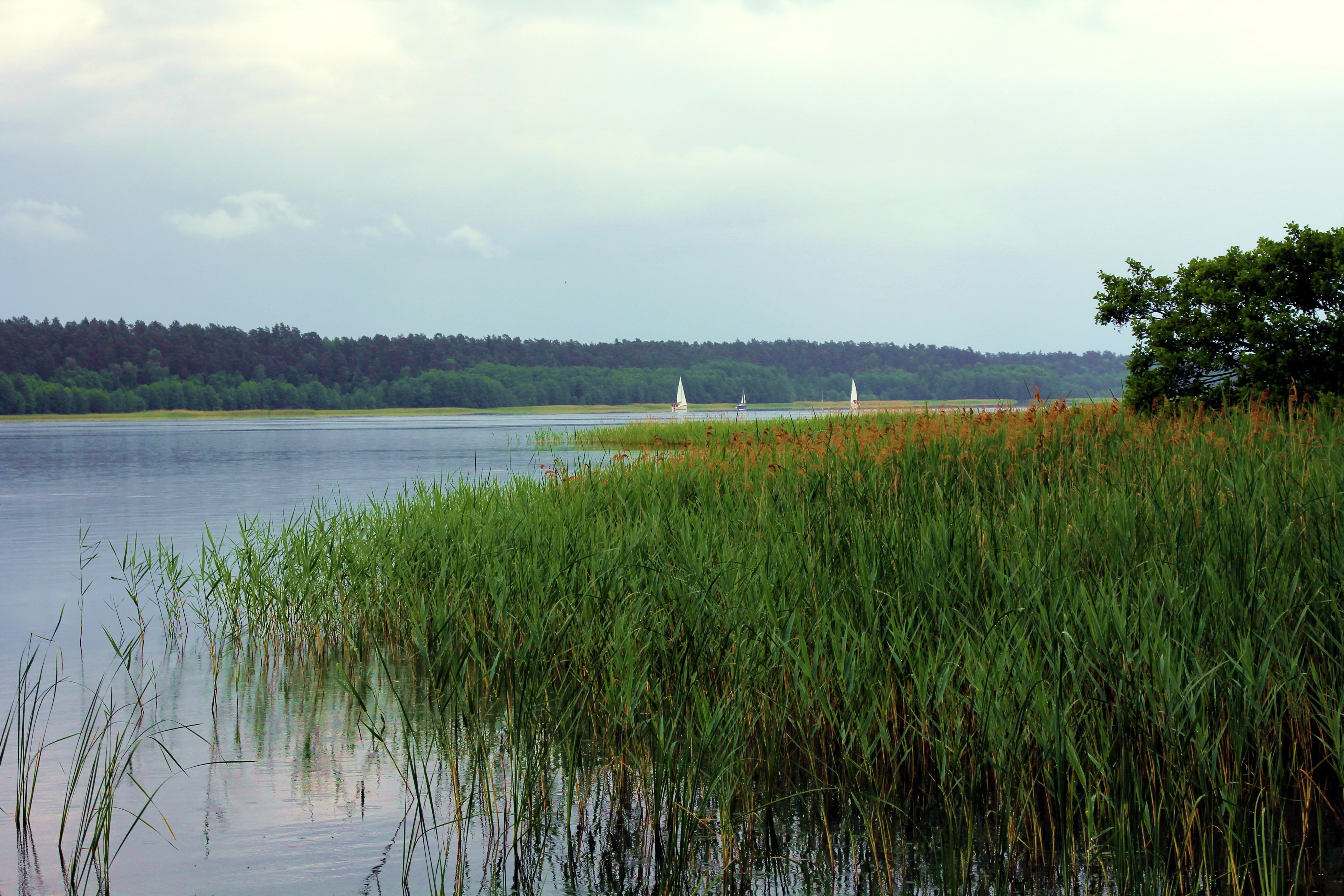 A wide view of Lake Nidzkie with tall reeds in the foreground and a dense forest lining the far shore under an overcast sky.