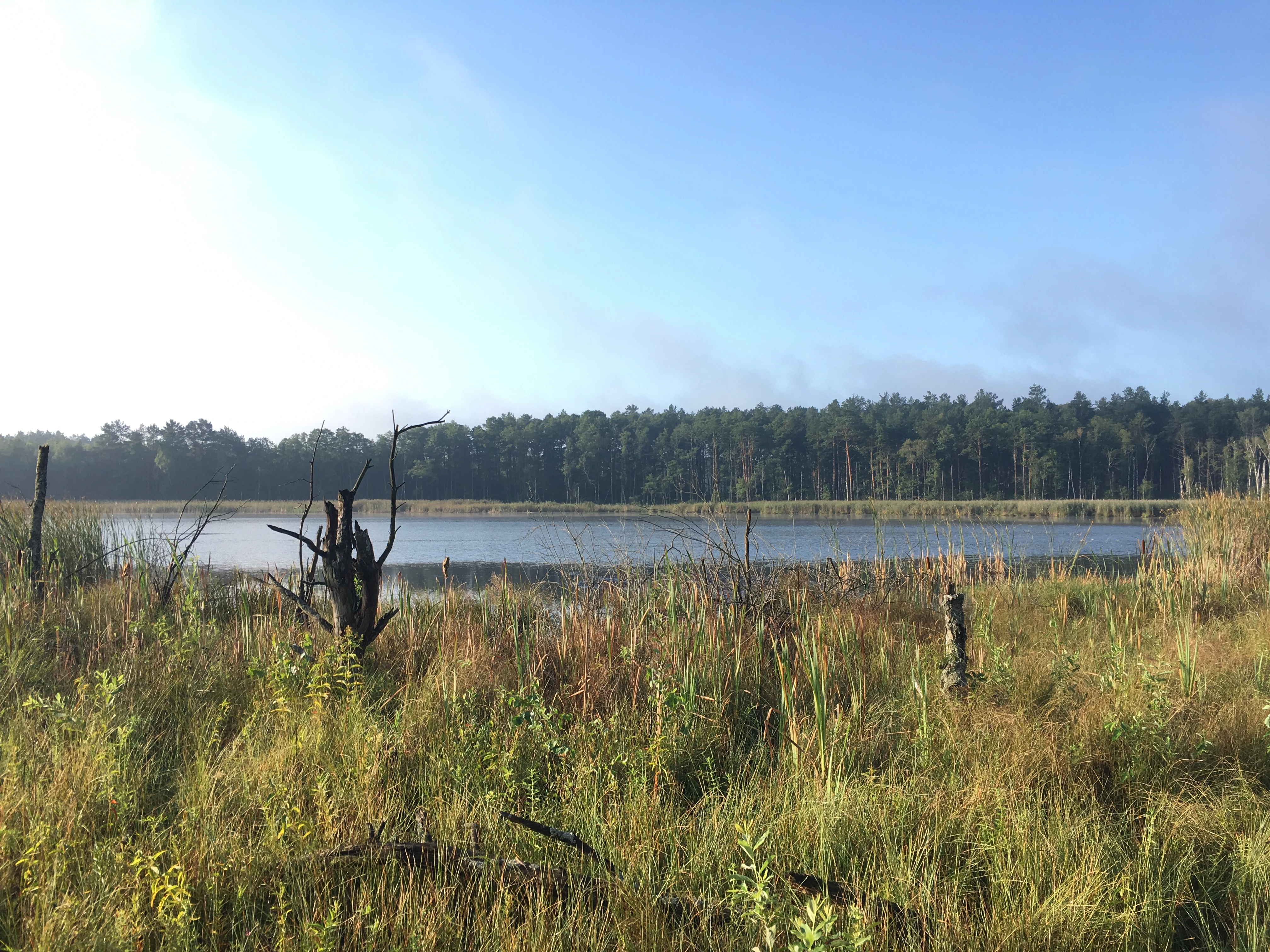 A wide, eye-level view of a calm lake in Poland, with tall grasses and a weathered, leafless tree in the foreground, and a dense line of trees across the far bank under a hazy blue sky.
