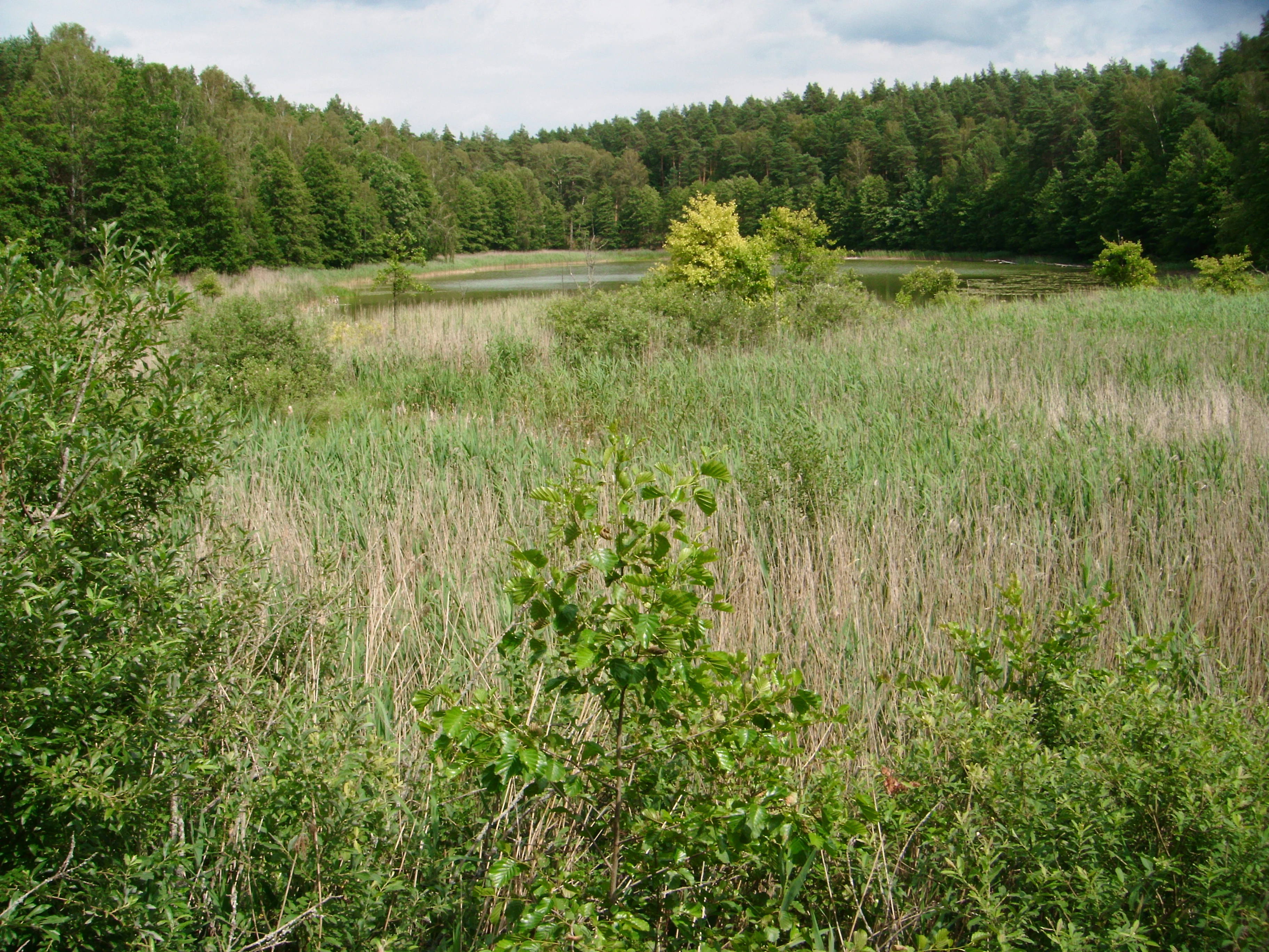 A landscape view of a nature reserve with tall reeds and grasses in the foreground, a small lake in the midground, and dense green forest in the background under a partly cloudy sky