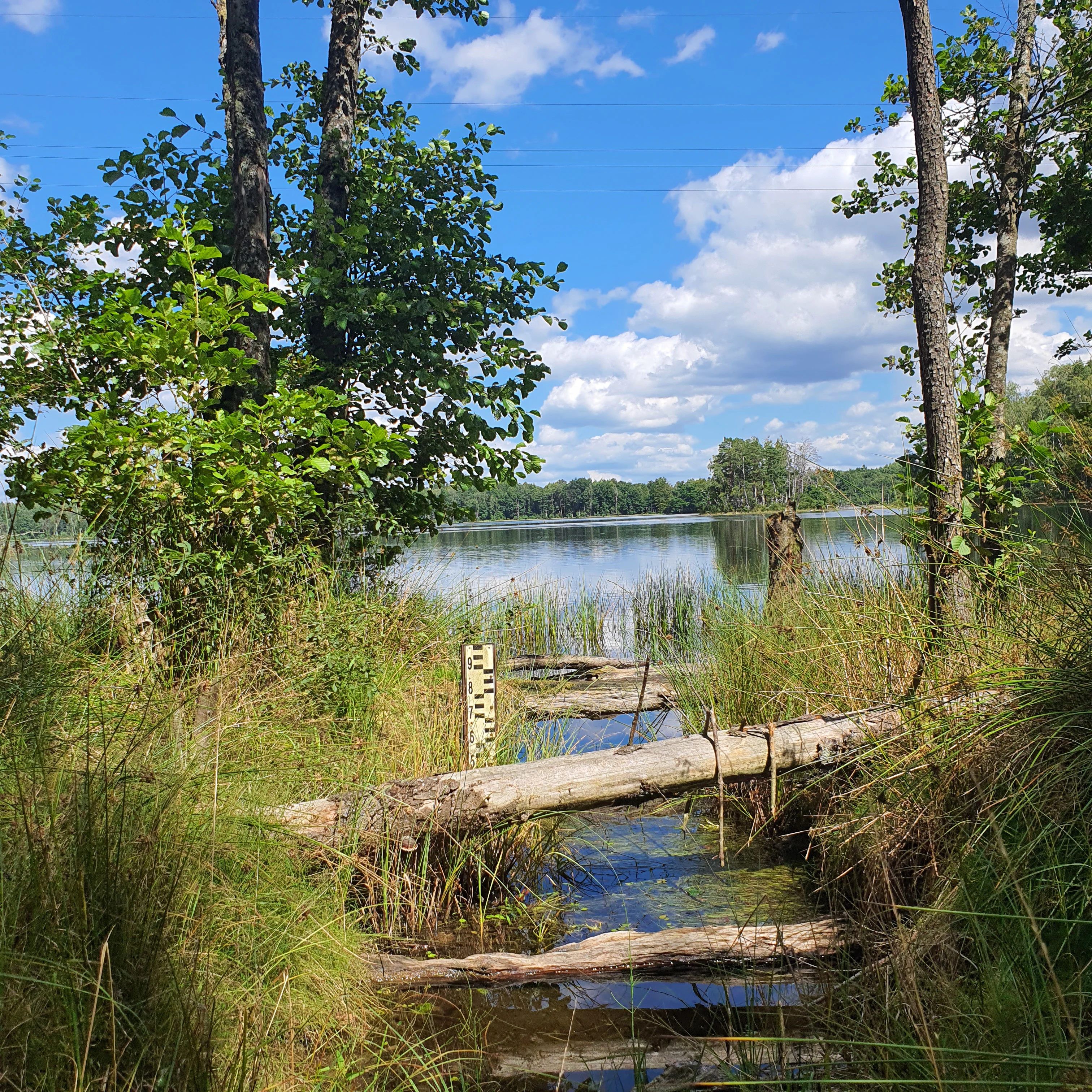 A view from the shoreline looking out toward a calm lake, with a small stream flowing out from the foreground among tall grasses, fallen logs, and trees.