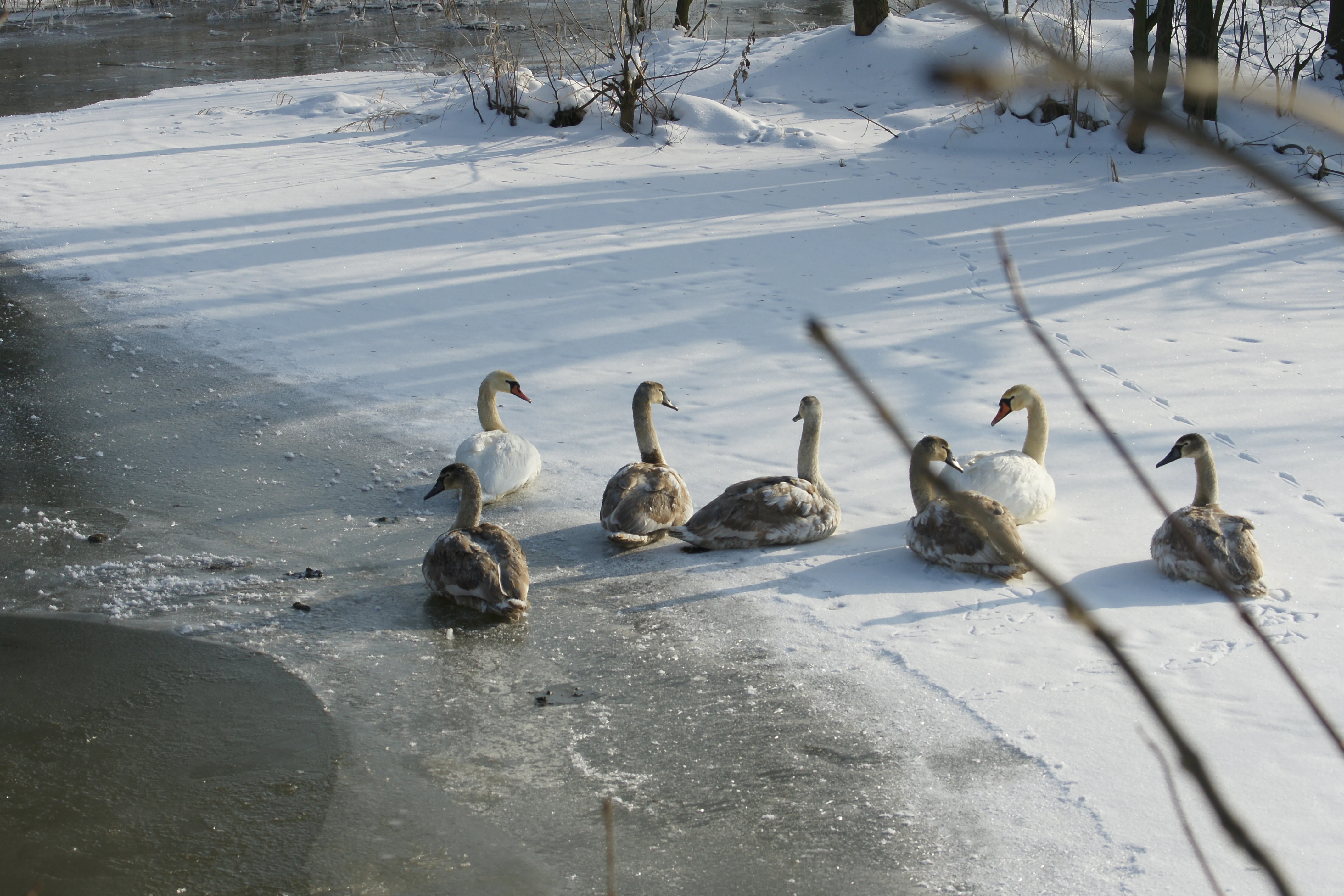 Un grupo de cisnes, algunos blancos y otros grises, descansando sobre una superficie de agua congelada cubierta de nieve.