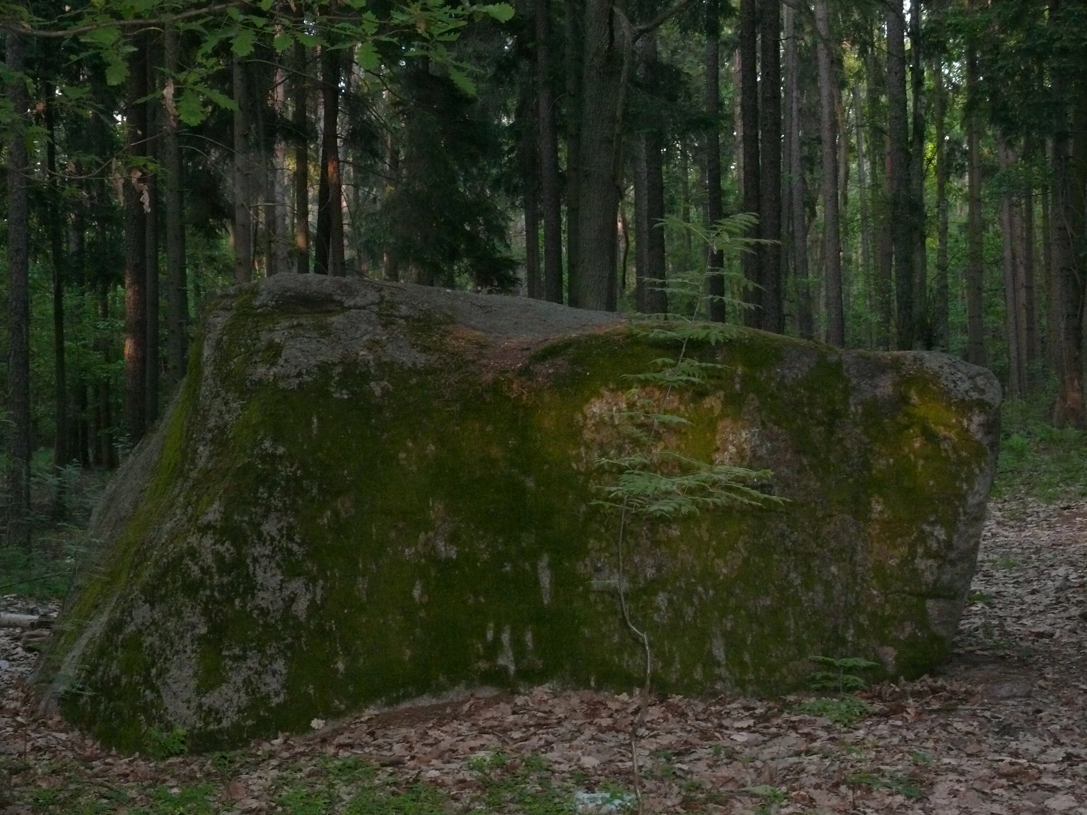 Una gran roca errática glacial de color gris oscuro se encuentra en el suelo del bosque, cubierta de musgo verde, con un pequeño conífero joven creciendo cerca de su lado, sobre un fondo de troncos de pino.