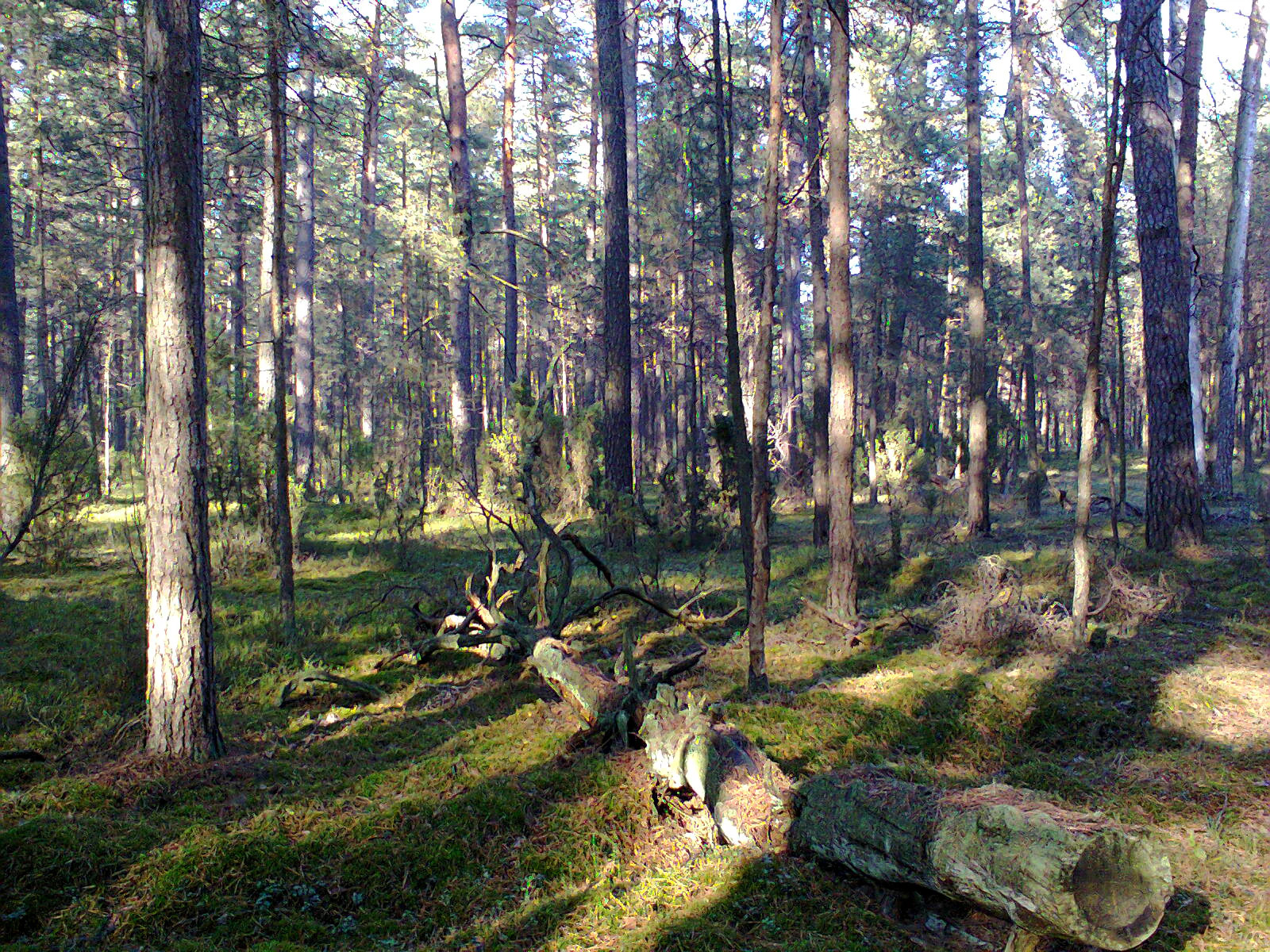 La luz del sol se filtra a través de un denso bosque de pinos con suelo cubierto de musgo y un tronco caído en primer plano.