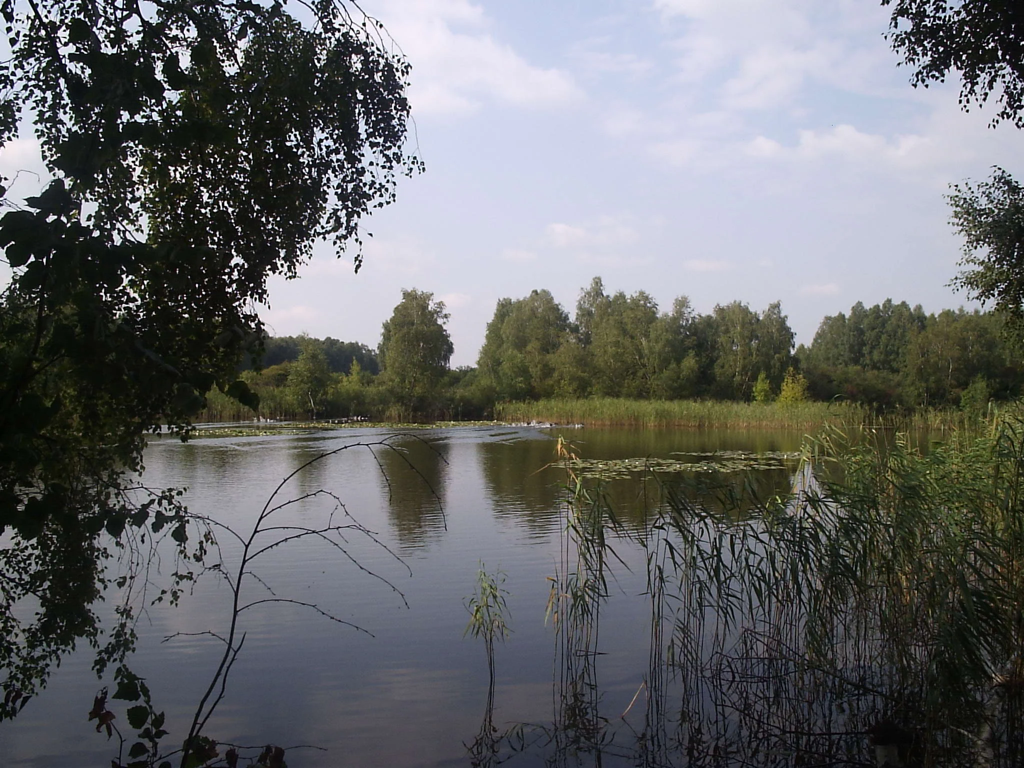 A peaceful pond reflecting trees and a cloudy sky, framed by foliage and reeds in the foreground.