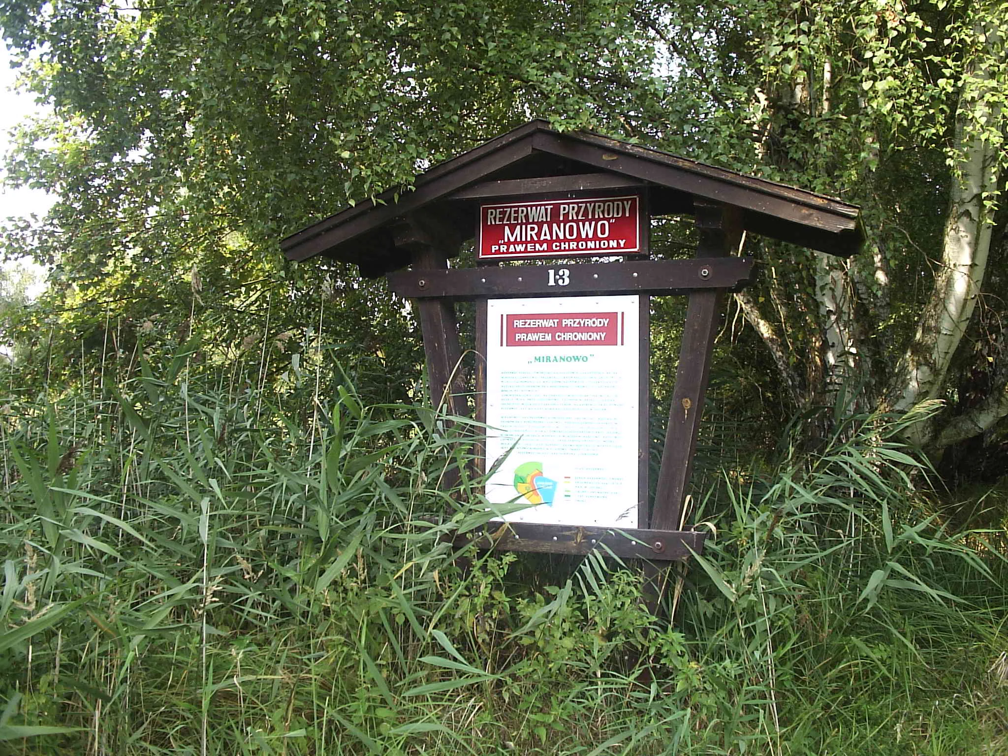 A wooden information sign with a red and white header reading Rezerwat przyrody Miranowo, standing in tall green reeds and surrounded by dense trees.