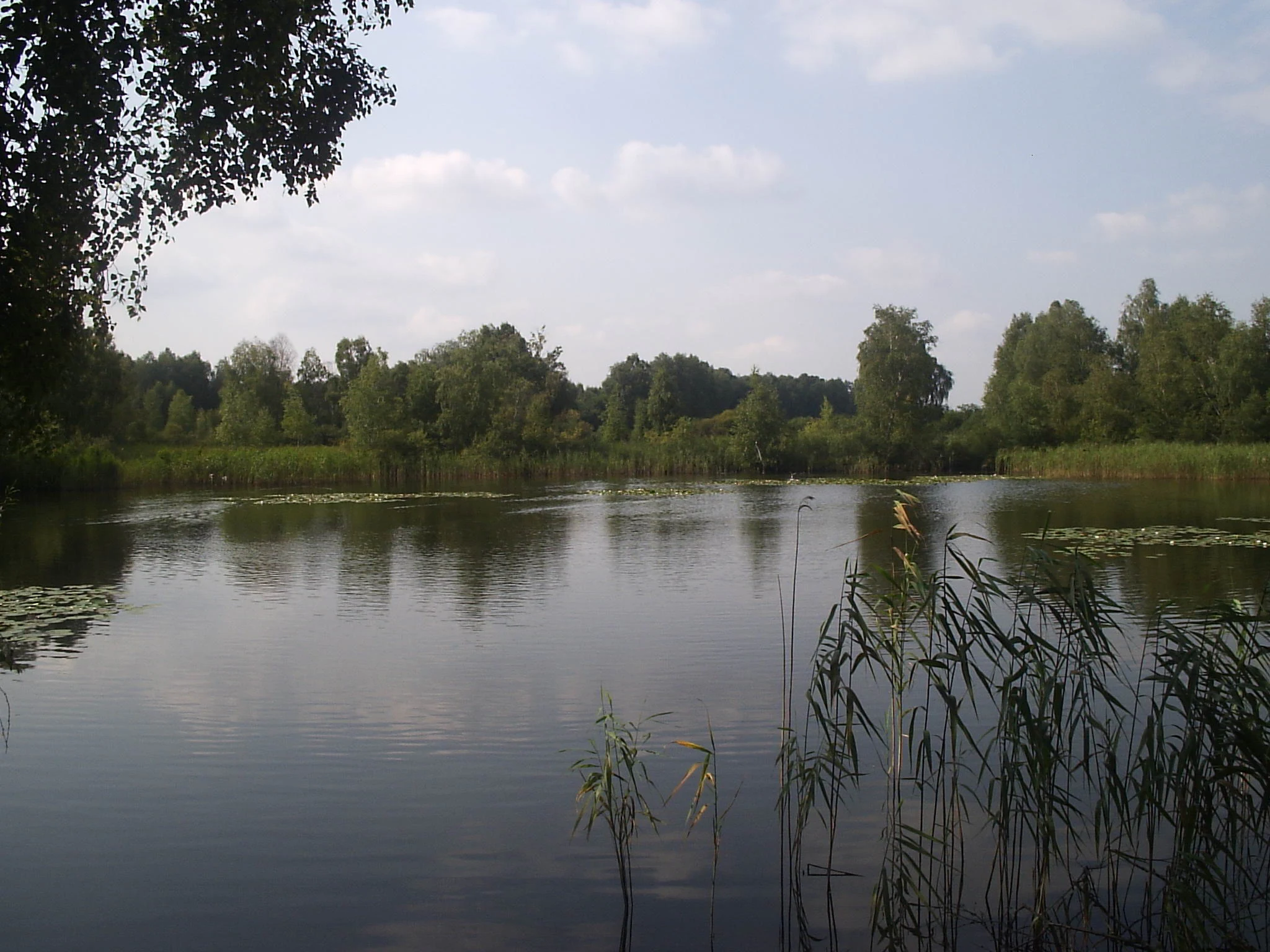 A calm, still pond surrounded by lush green trees and dense reeds, with water lilies visible on the water surface under a cloudy sky.