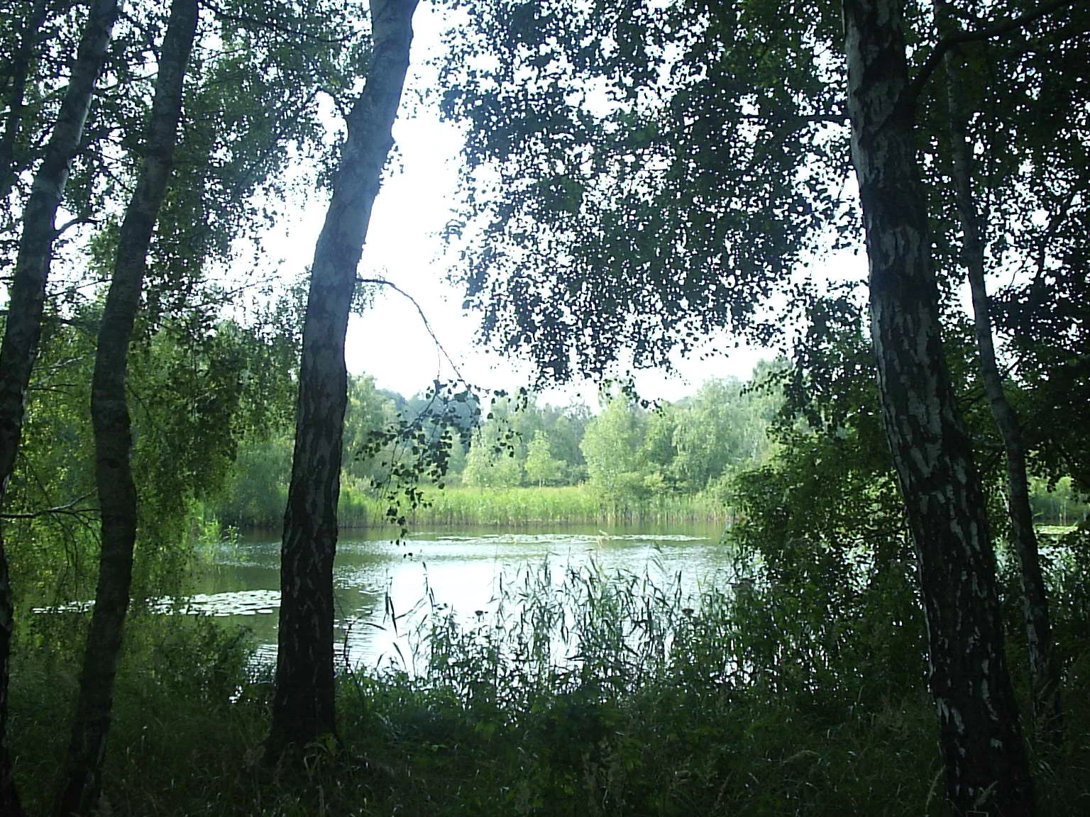 A view from within a forest looking out at a pond surrounded by trees, framed by silver birch trunks in the foreground.