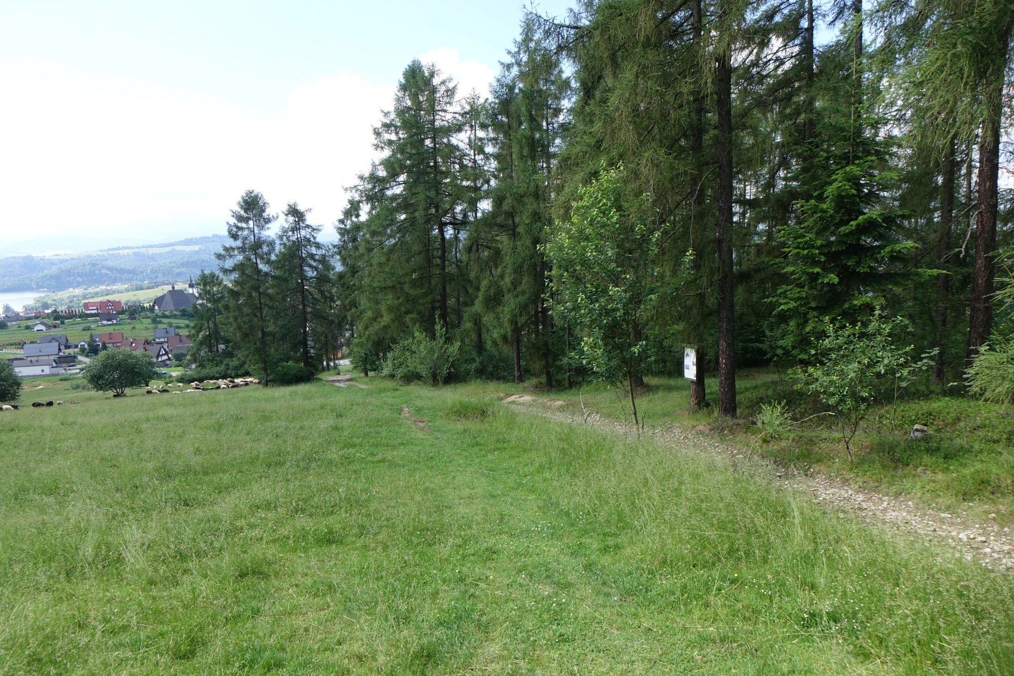 A wide, grassy meadow bordered by a stand of coniferous trees in the foreground, with a rural village and distant hills visible in the background.