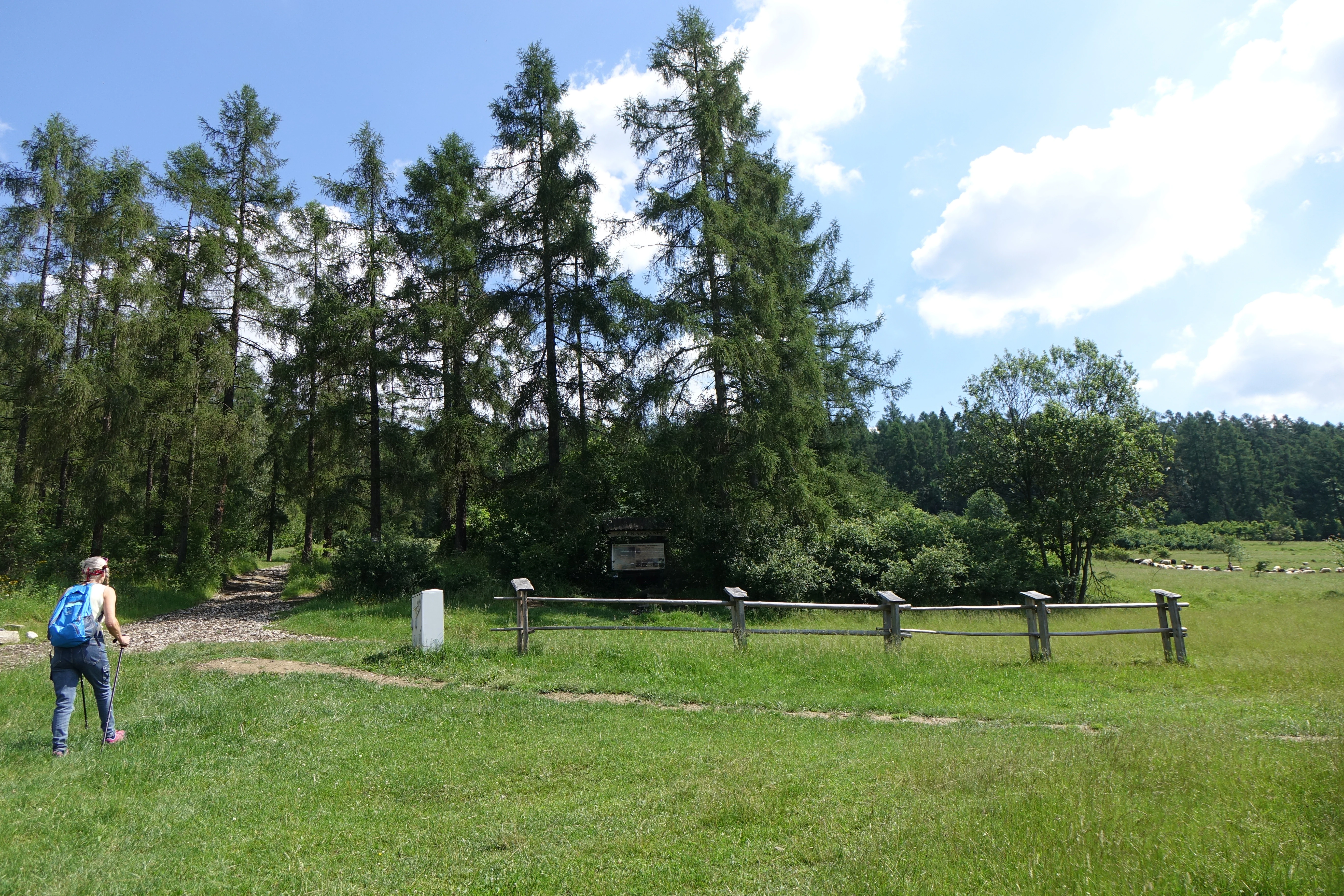 A hiker with a blue backpack walking on a dirt path toward the entrance of a forest, marked by a wooden fence and informational signs in the Modrzewie Nature Reserve.