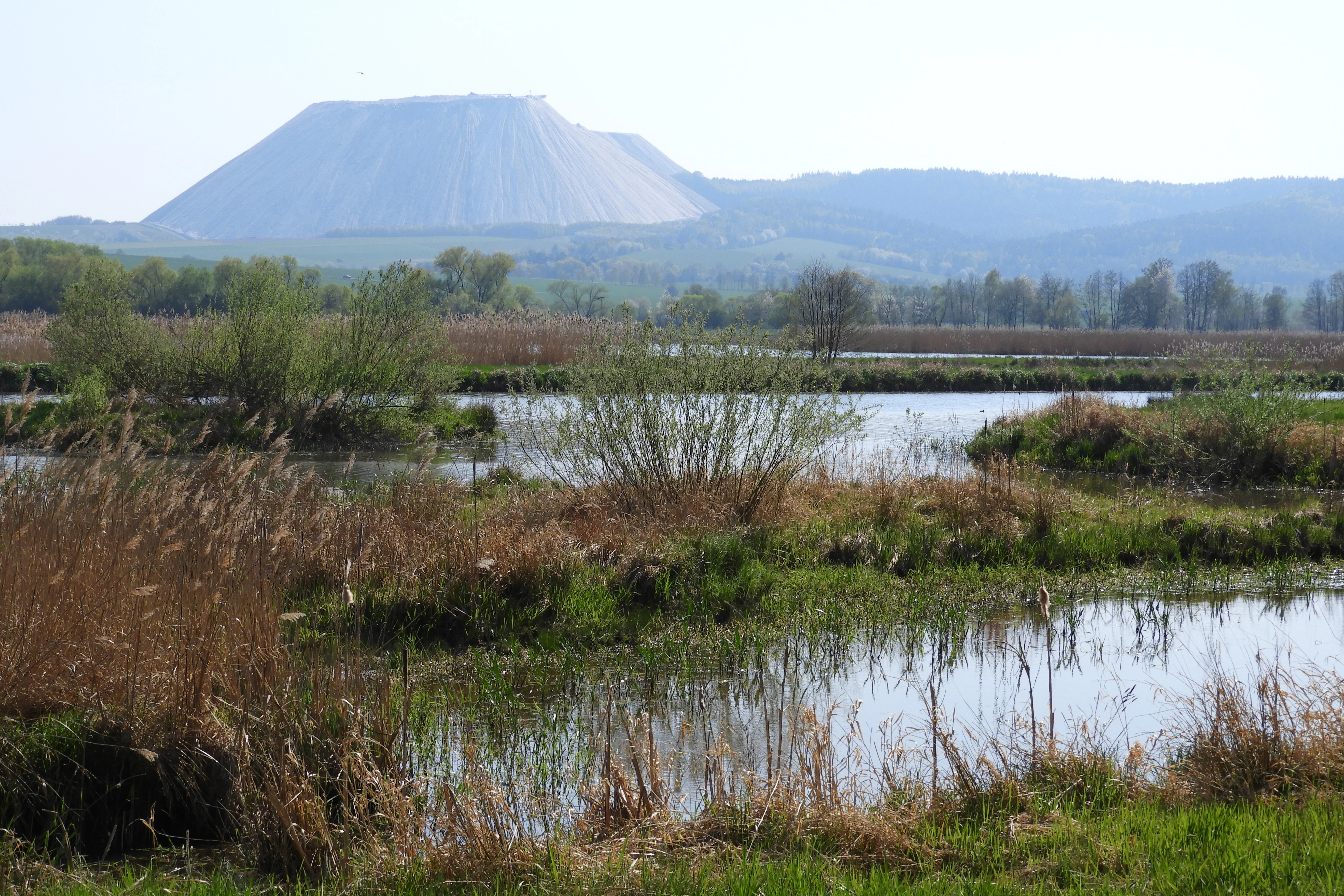 A wide view of a marshy wetland area with low-lying water, reeds, and grasses in the foreground, with a large, flat-topped conical spoil heap rising in the background.