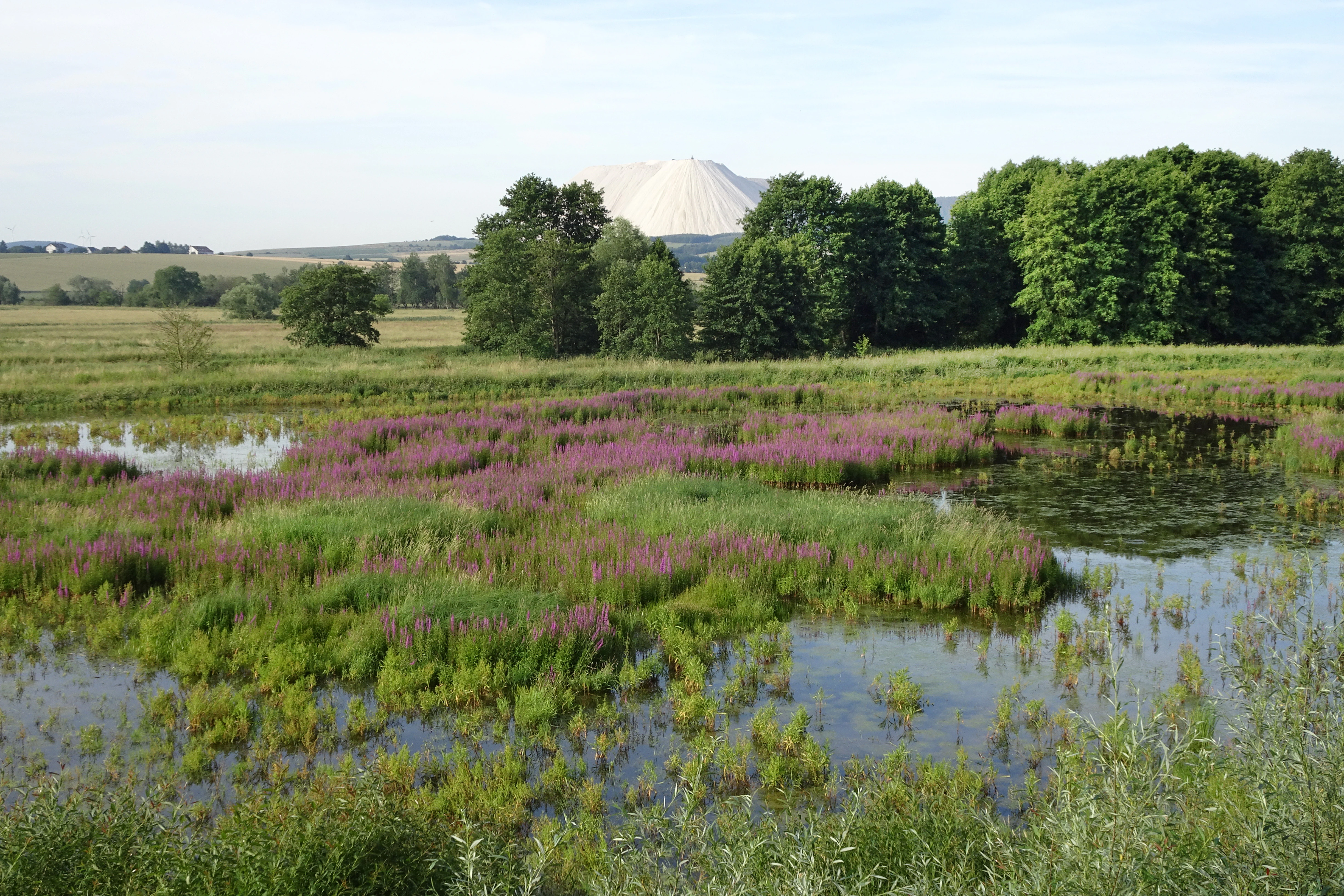 A wide view of a marshy wetland area with purple wildflowers in the foreground and a line of green trees; a large white industrial mound rises in the background.