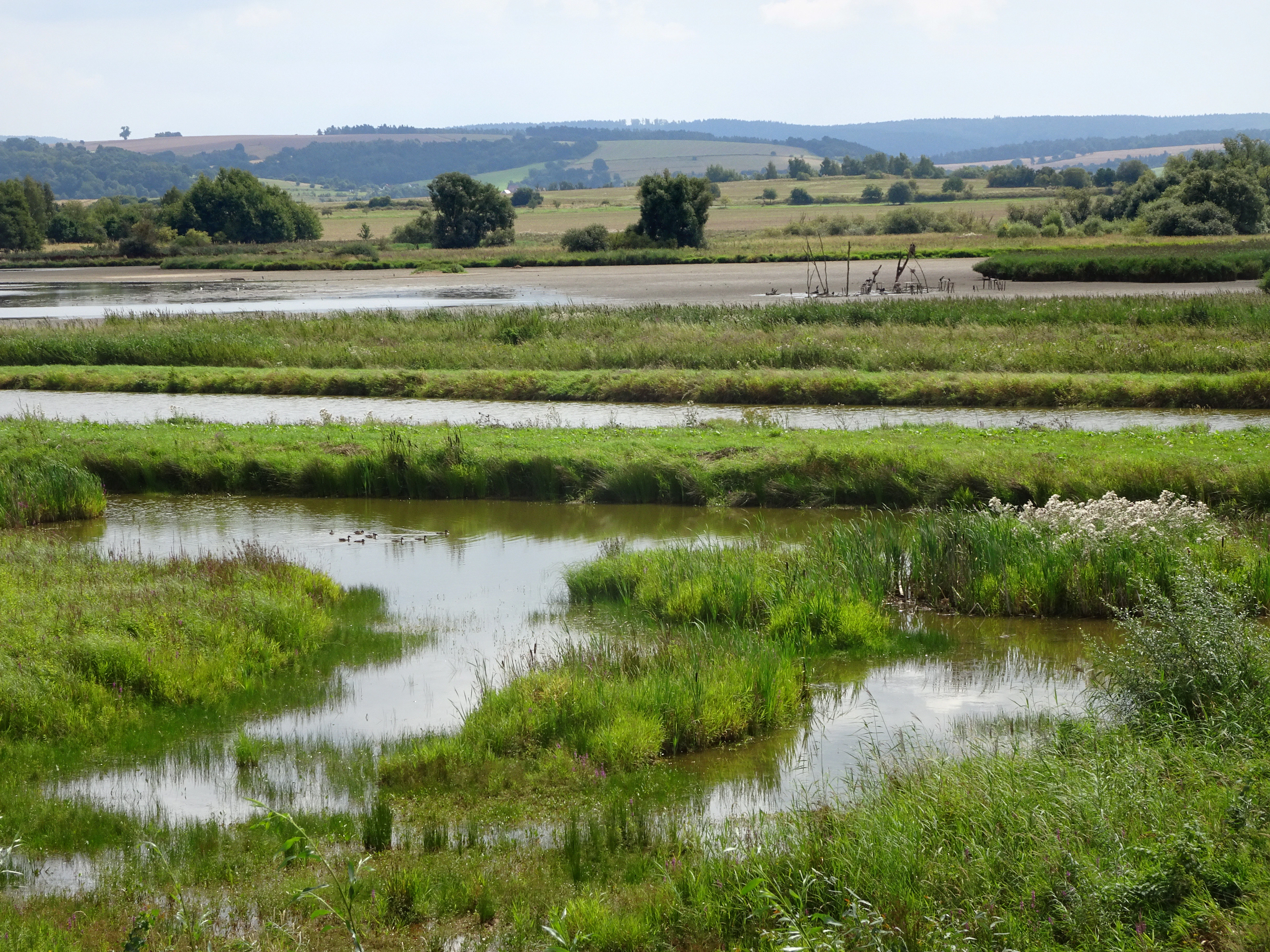 A wide view of a wetland with shallow pools, grassy banks, and scattered bushes under a bright sky.