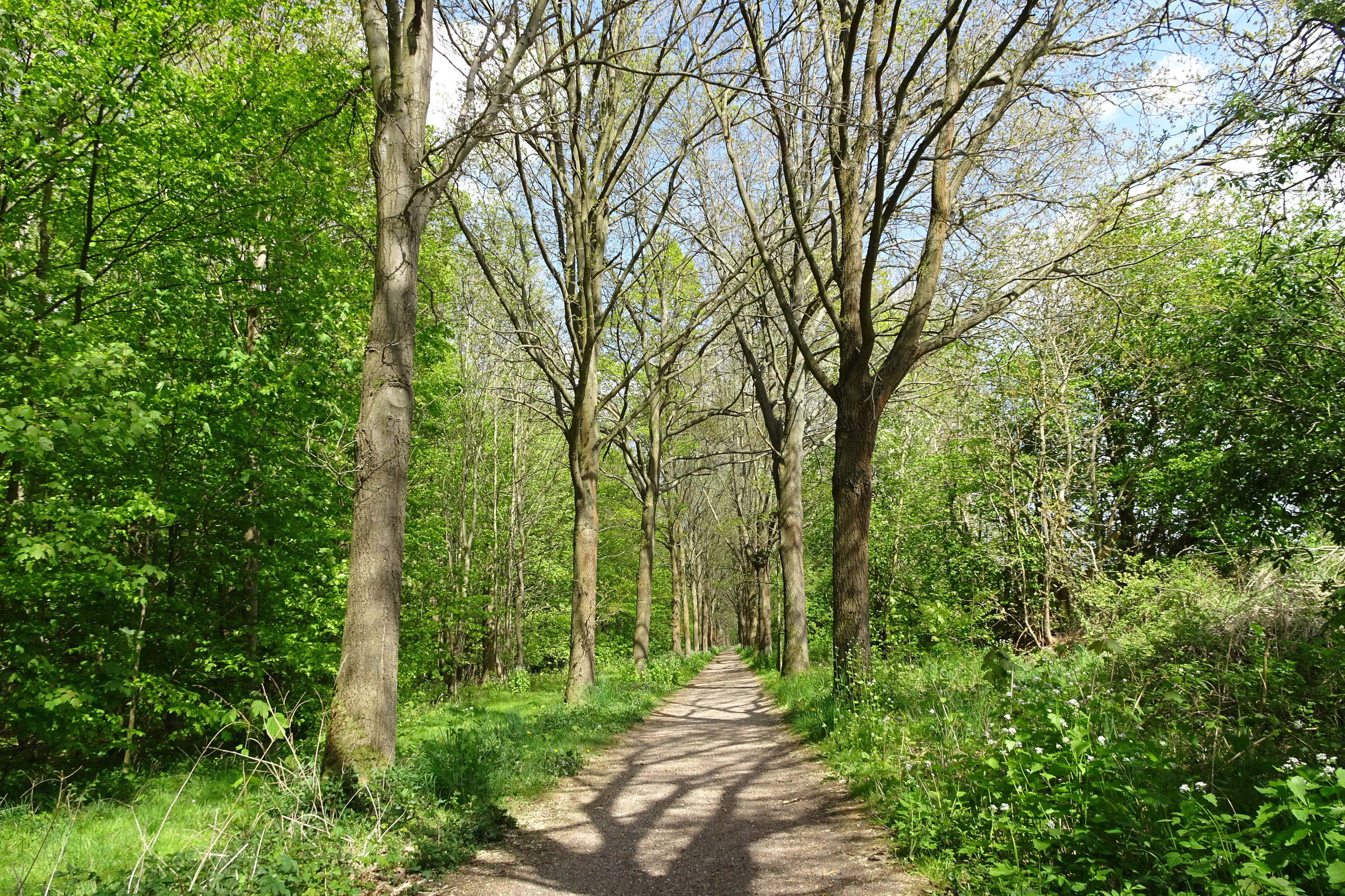 A dirt path flanked by tall, mature trees and lush green undergrowth in a woodland setting.