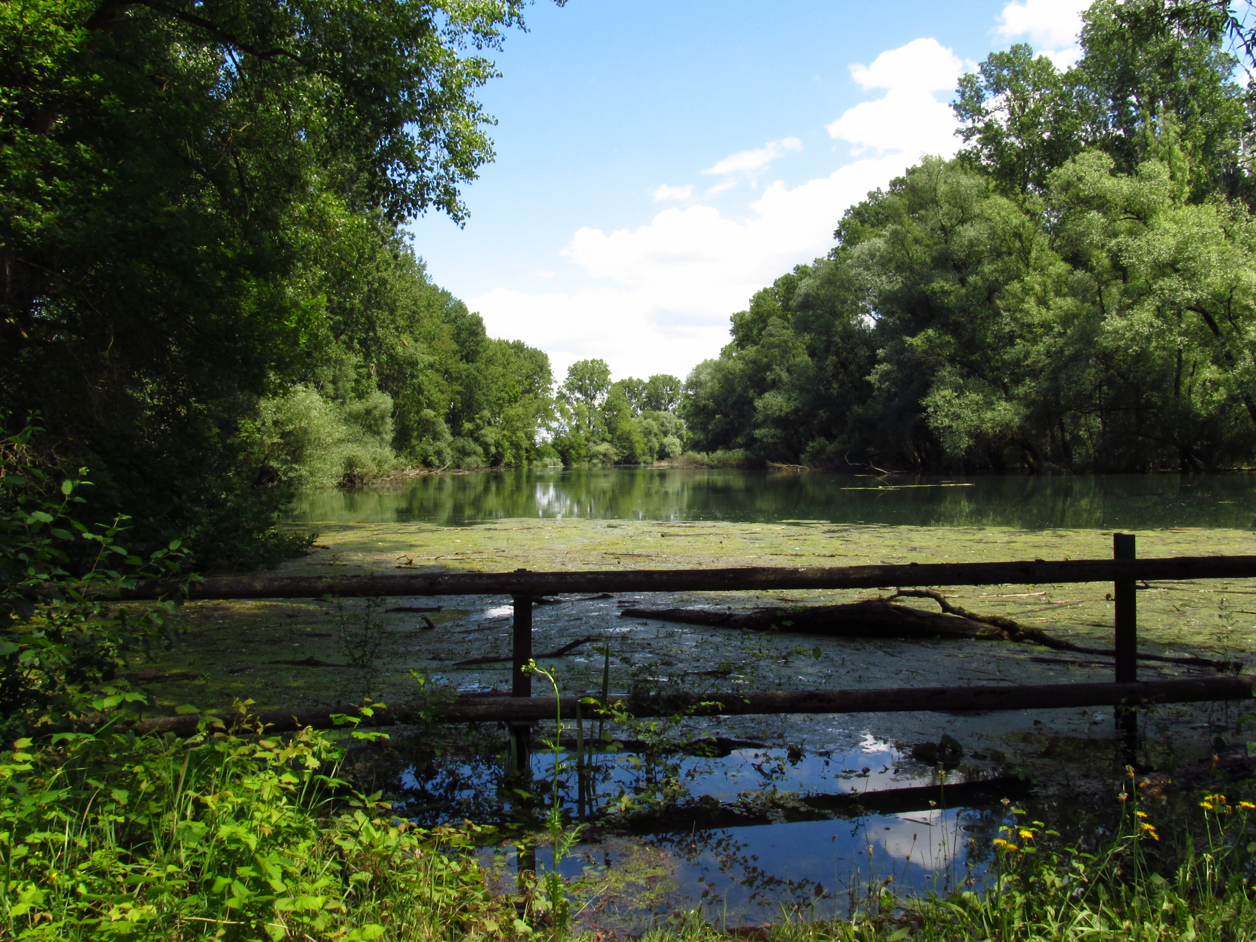 A horizontal shot of a stagnant, green-tinted river backwater surrounded by dense, leafy forest, viewed behind a weathered wooden railing in the foreground.