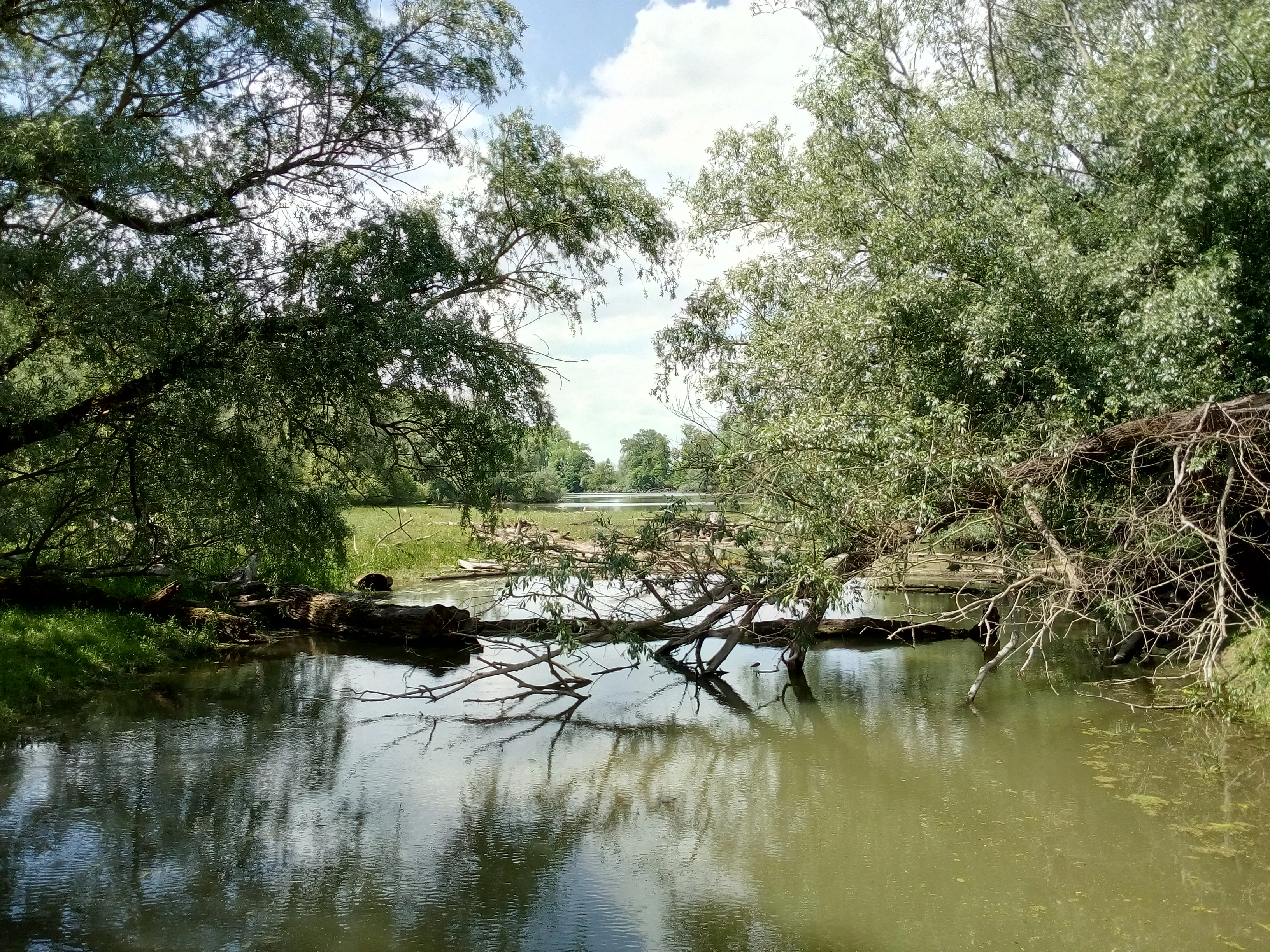 A peaceful backwater scene with calm, murky water, overhanging willow branches, and fallen trees resting in the water, surrounded by lush green floodplain forest.