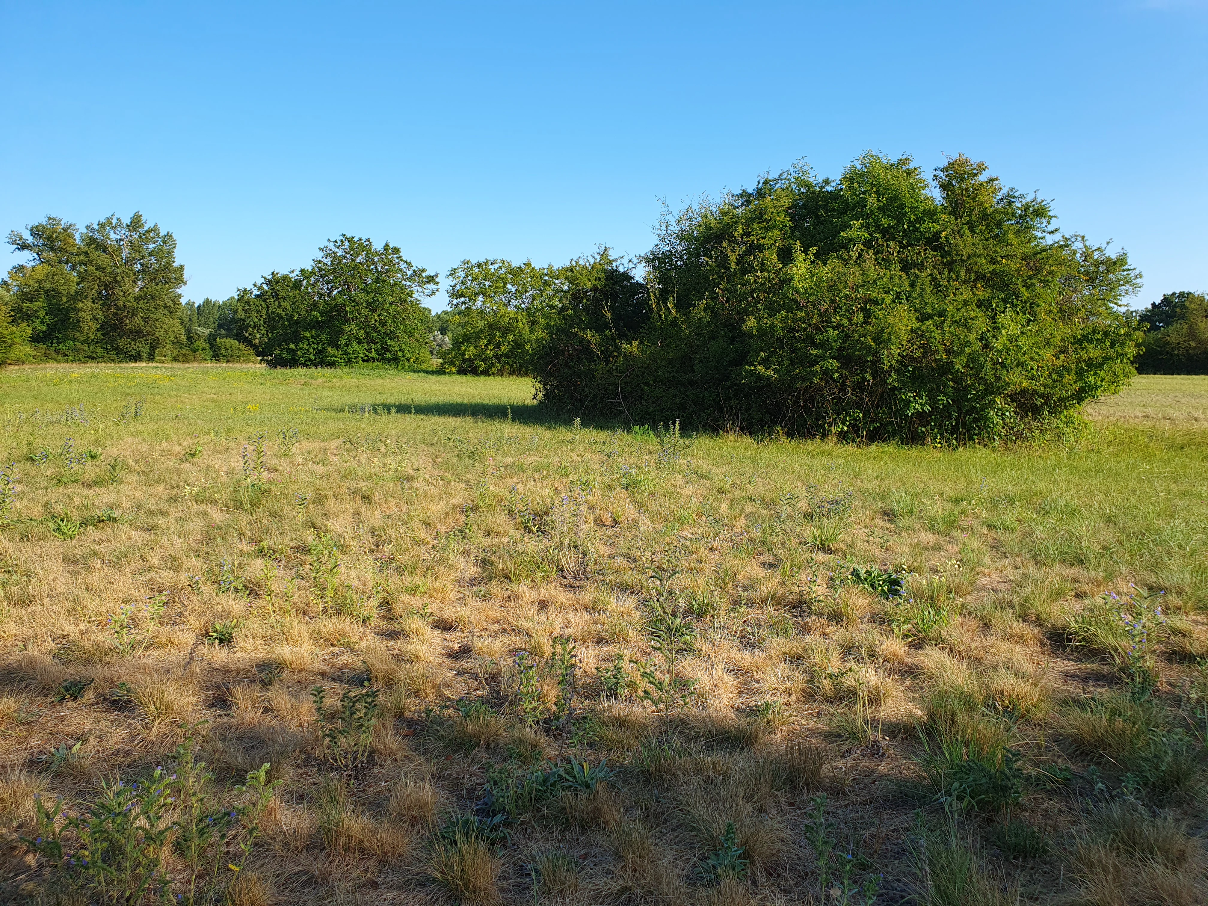 A wide view of a dry, golden-brown meadow with patches of green shrubs and trees under a clear blue sky.