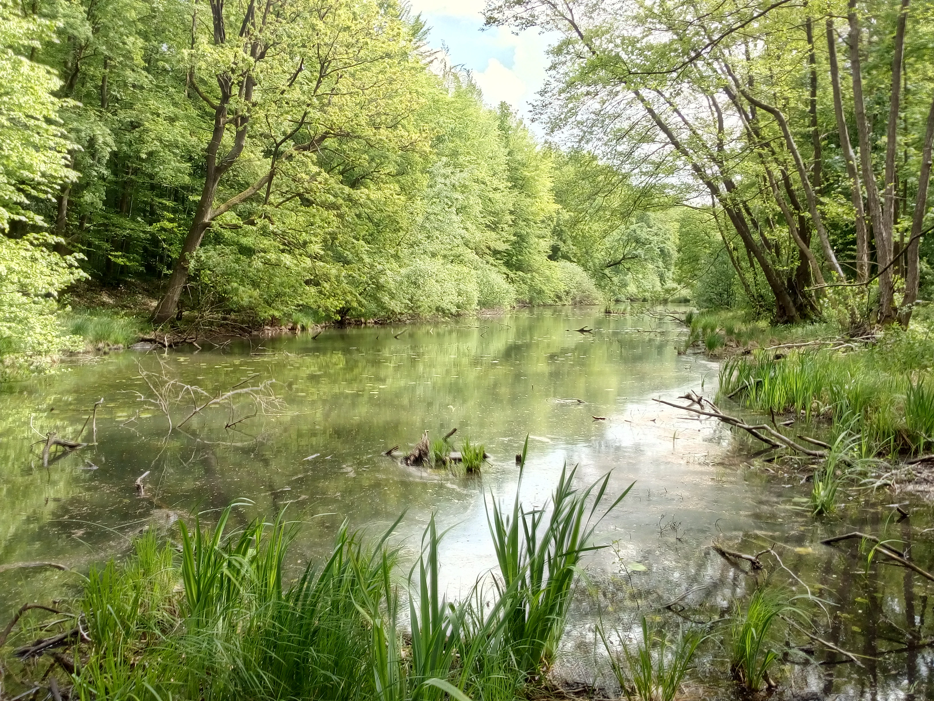 A view of a calm, reflective river channel surrounded by dense deciduous trees and tall riverside grasses in a floodplain forest.