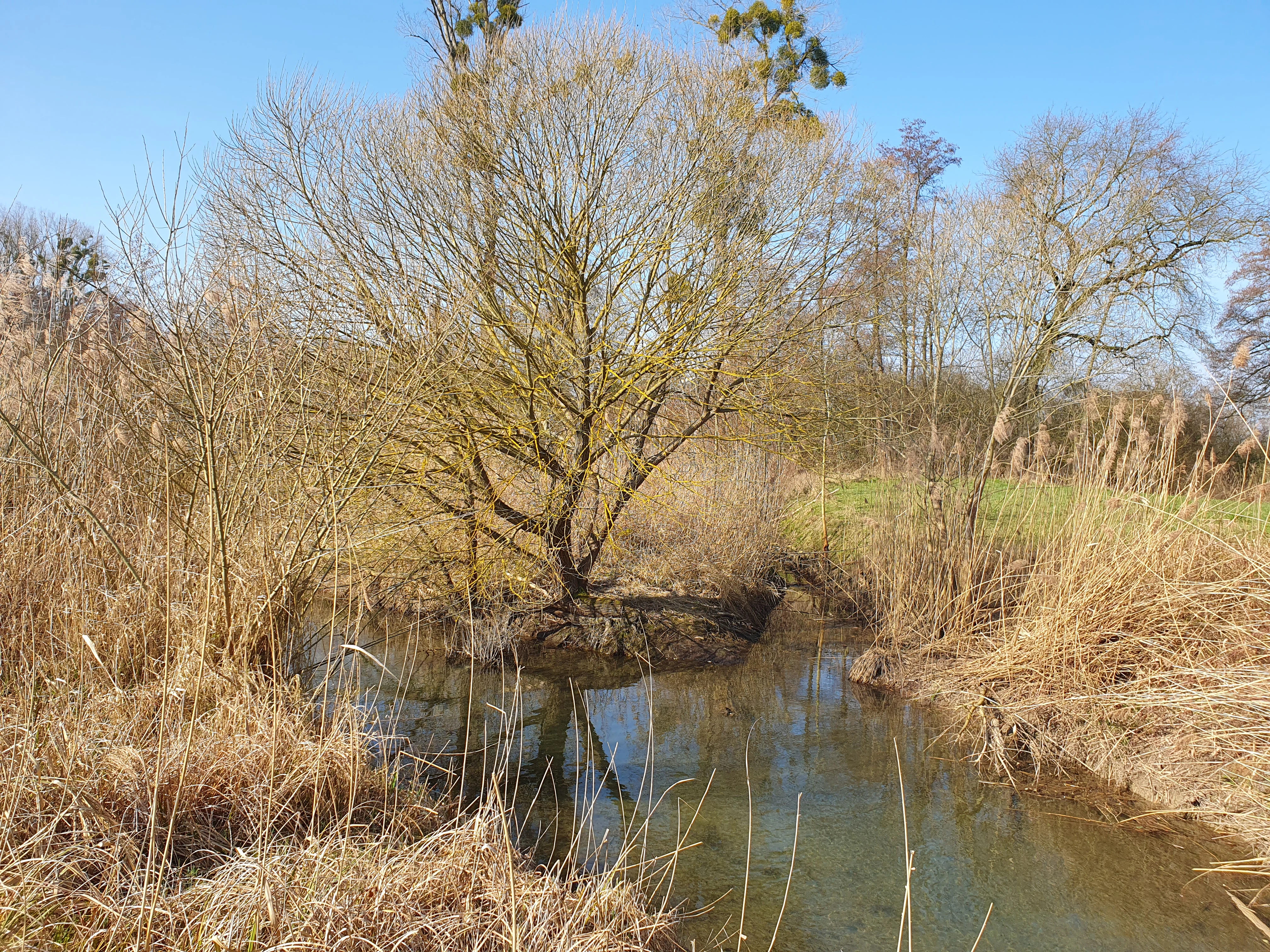 A calm, narrow waterway flowing through a wetland landscape with dry, golden-brown reeds on the banks and a prominent leafless tree standing at a small point of land between two channels under a clear blue sky.