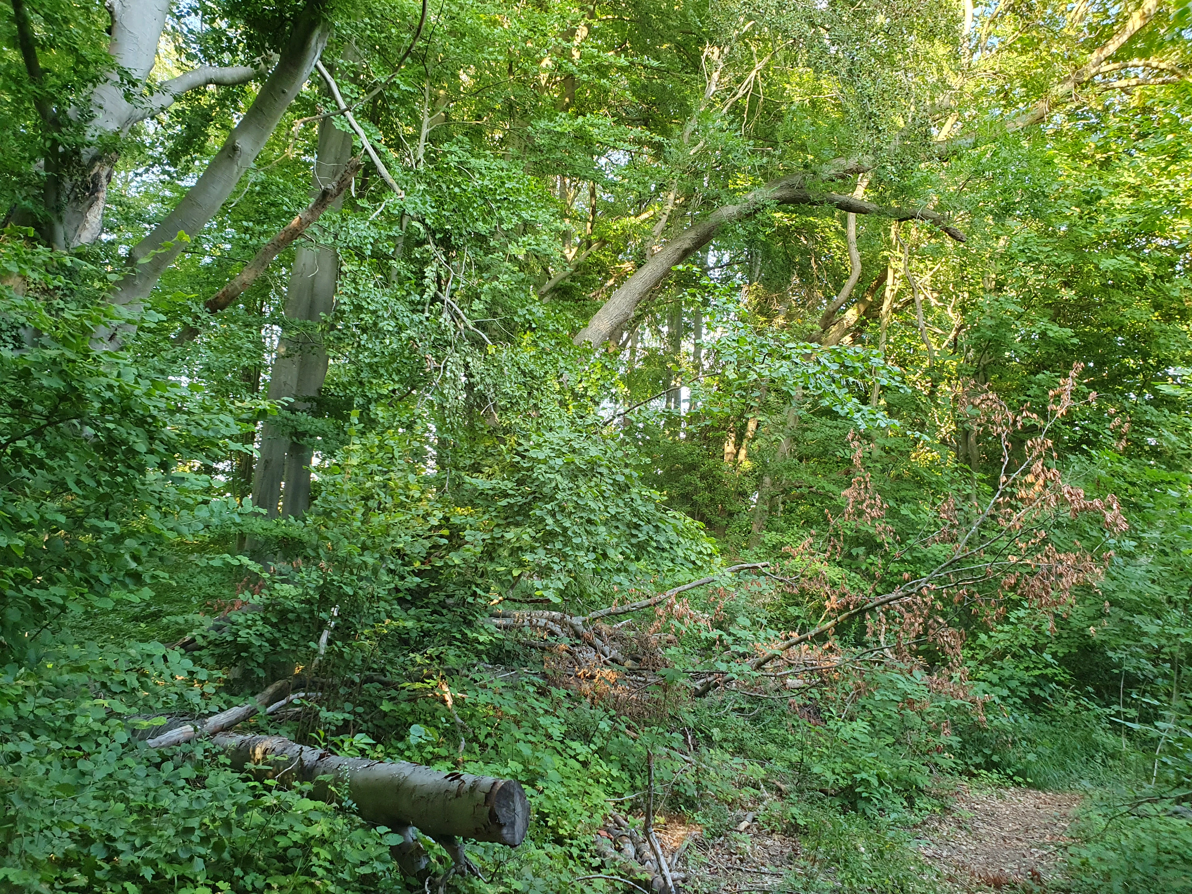 A dense, green deciduous forest featuring mature beech trees, varied undergrowth, and a fallen log in the foreground.